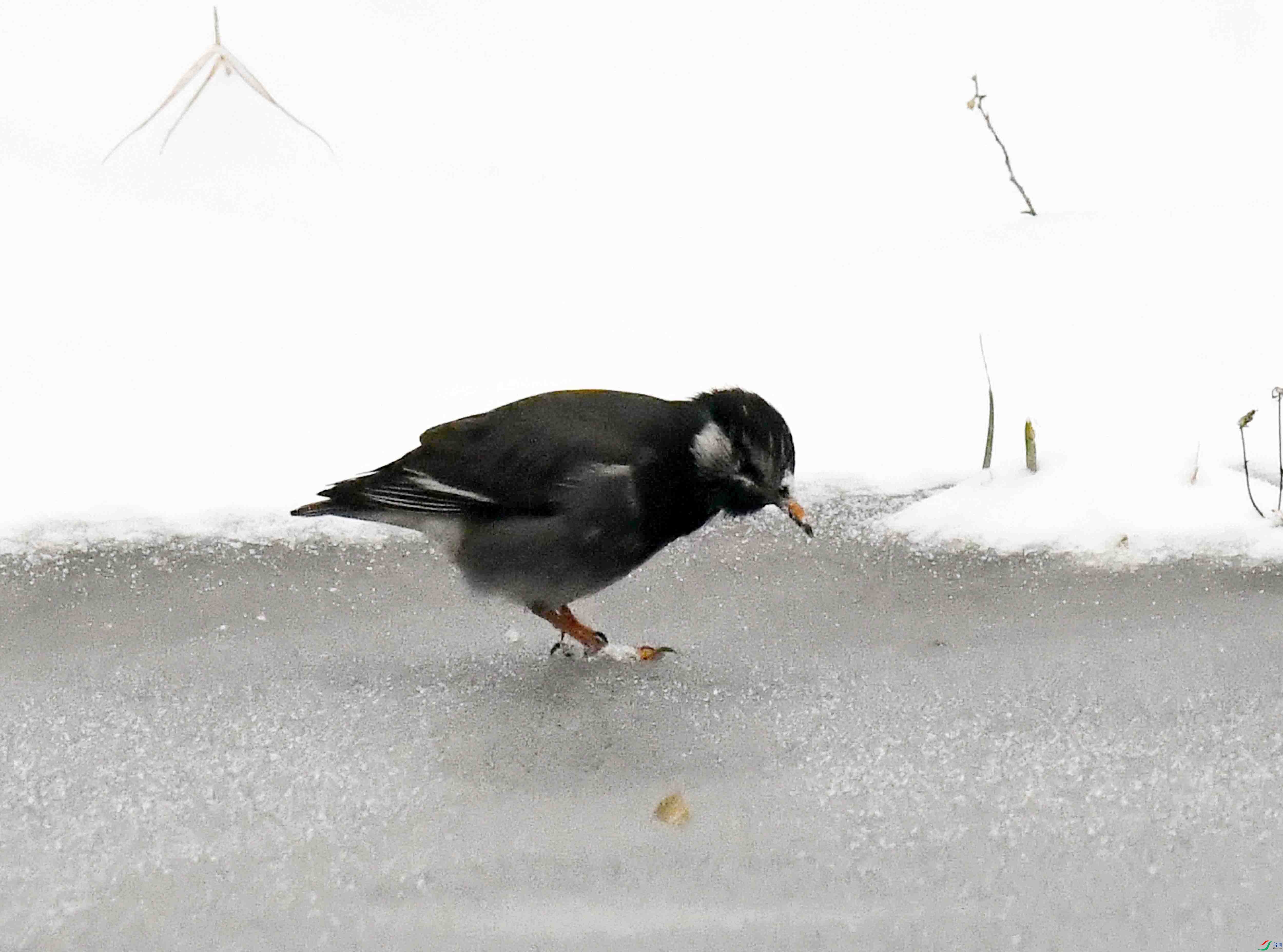 DSC_0666.JPG