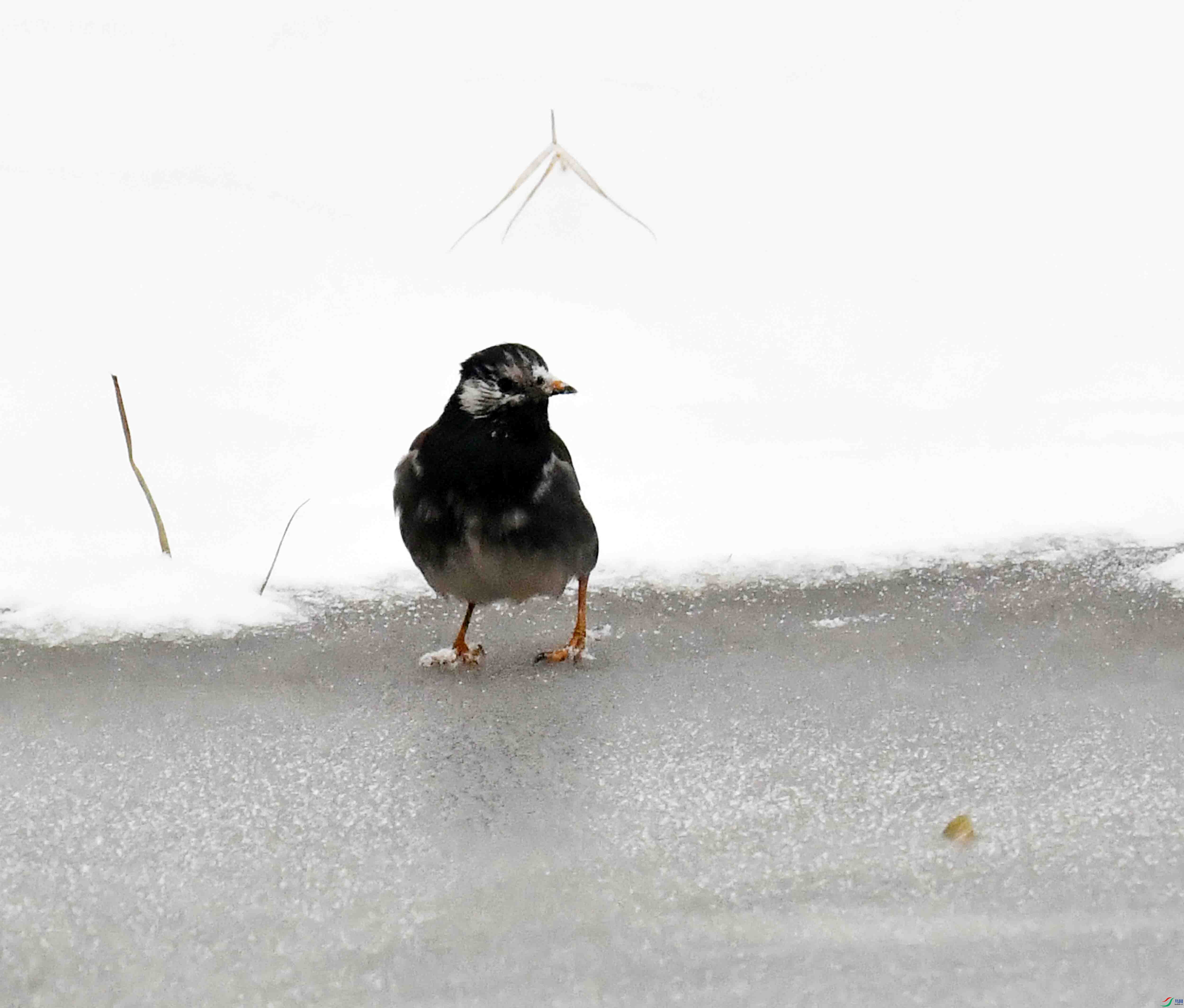 DSC_0665.JPG