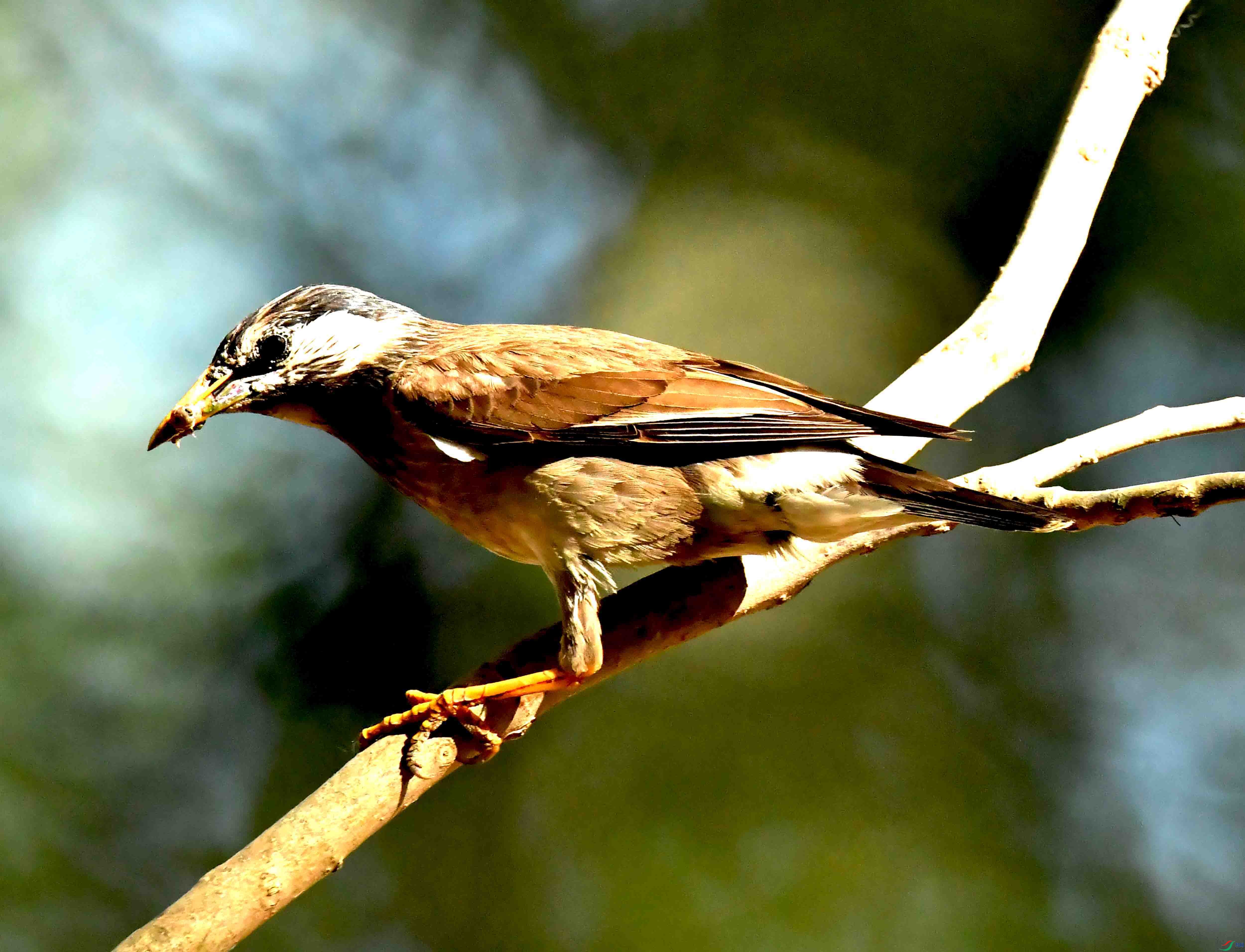 DSC_3406.JPG
