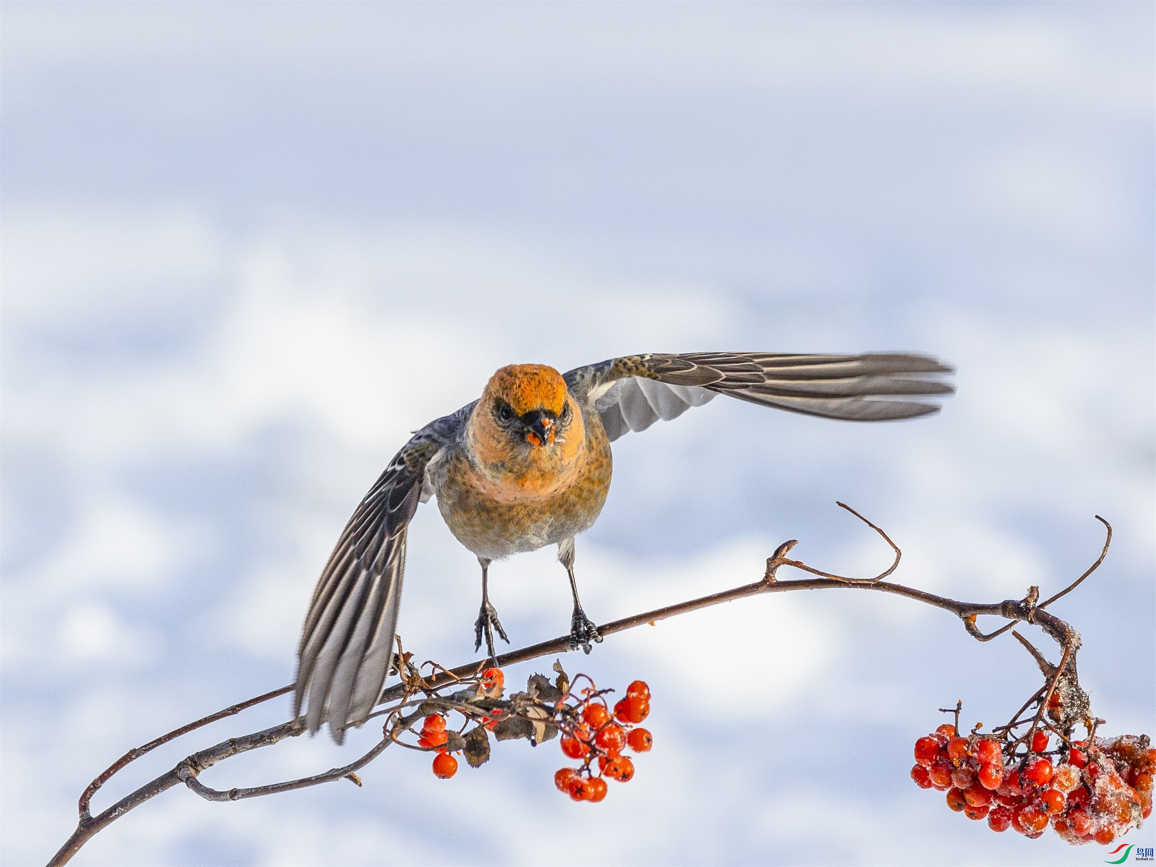 1K3A4951 ����1.jpg