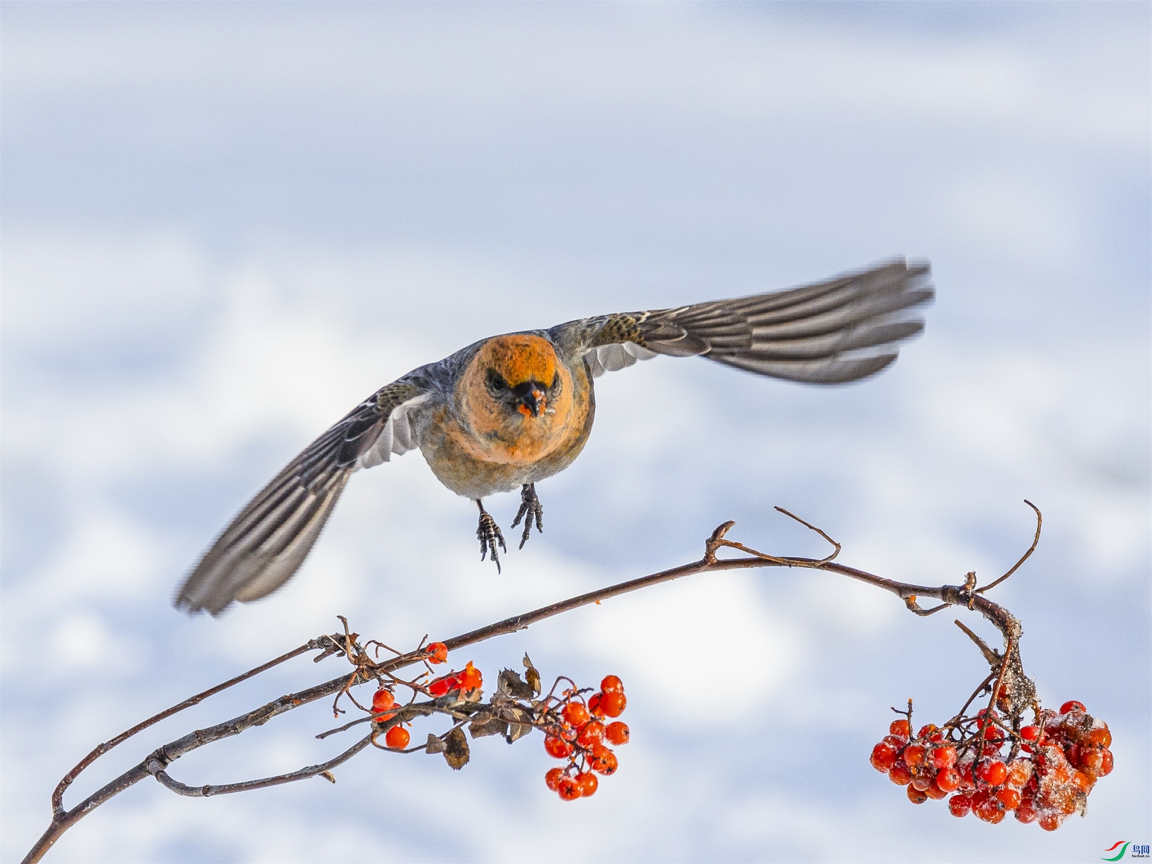 1K3A4952 ����1.jpg