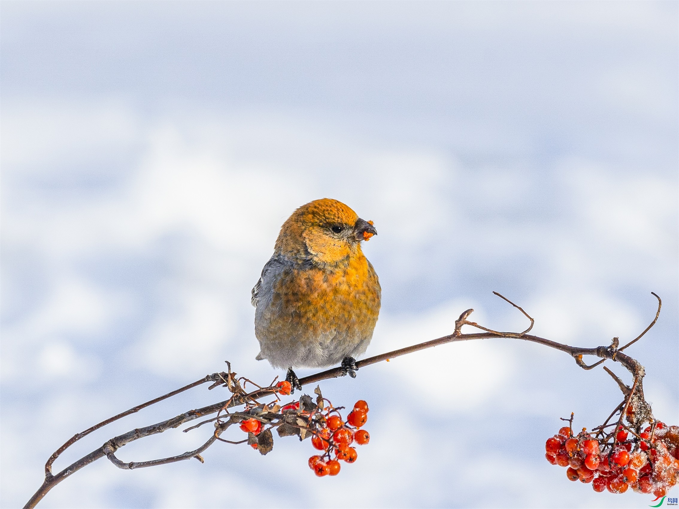 1K3A4950 ����1.jpg