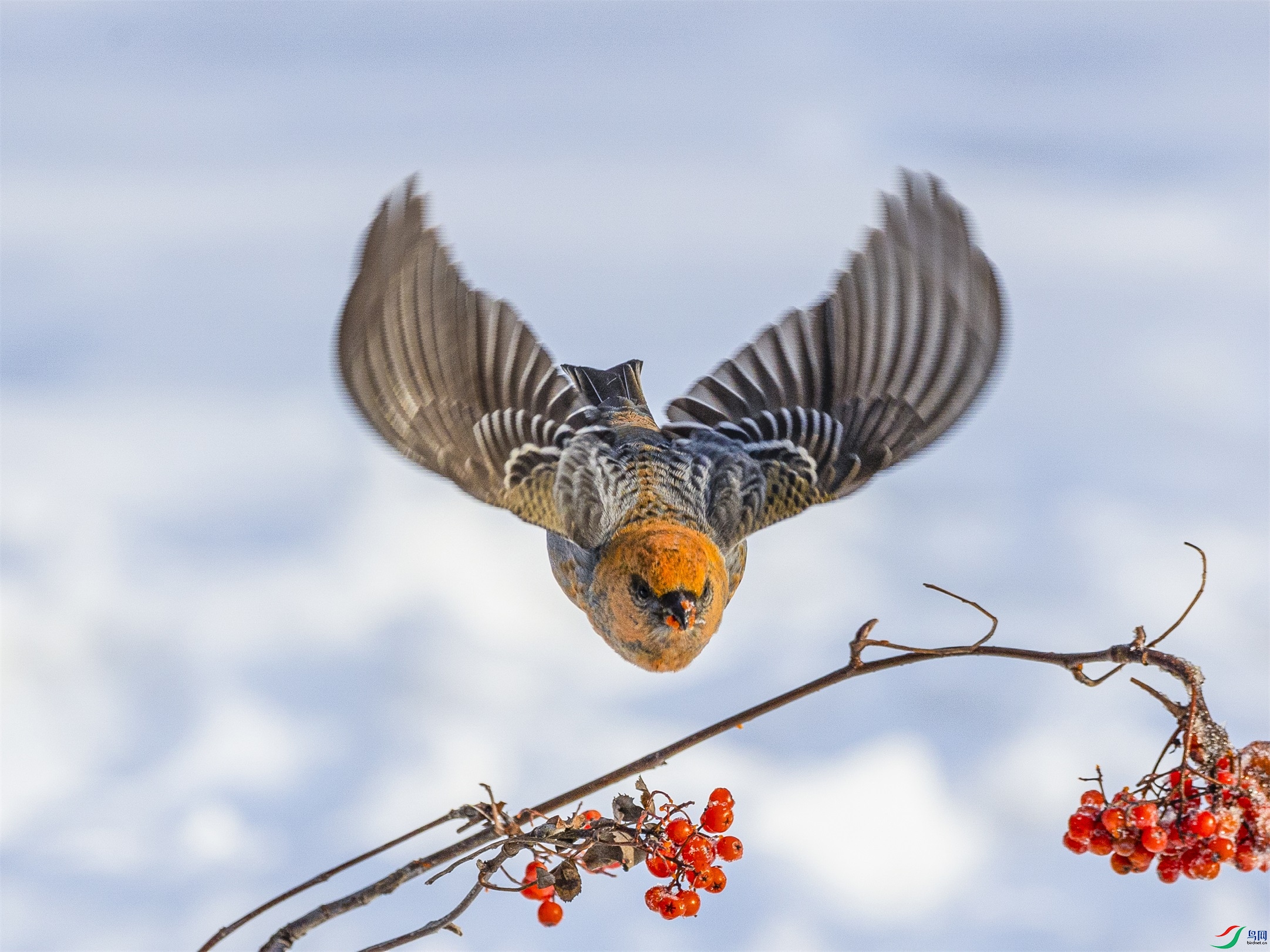 1K3A4954 ����1.jpg