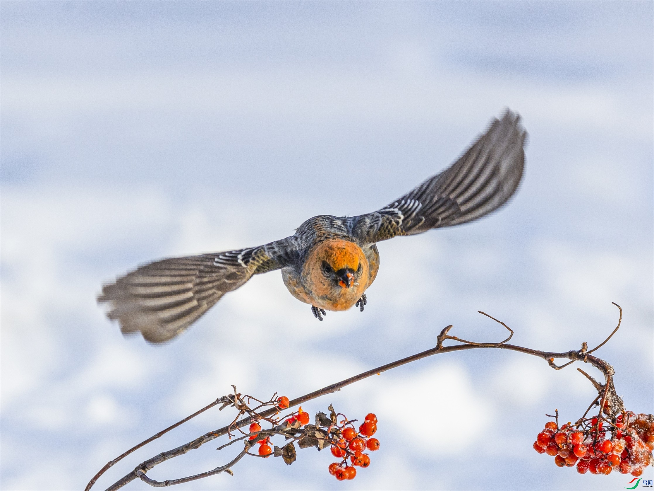 1K3A4953 ����1.jpg