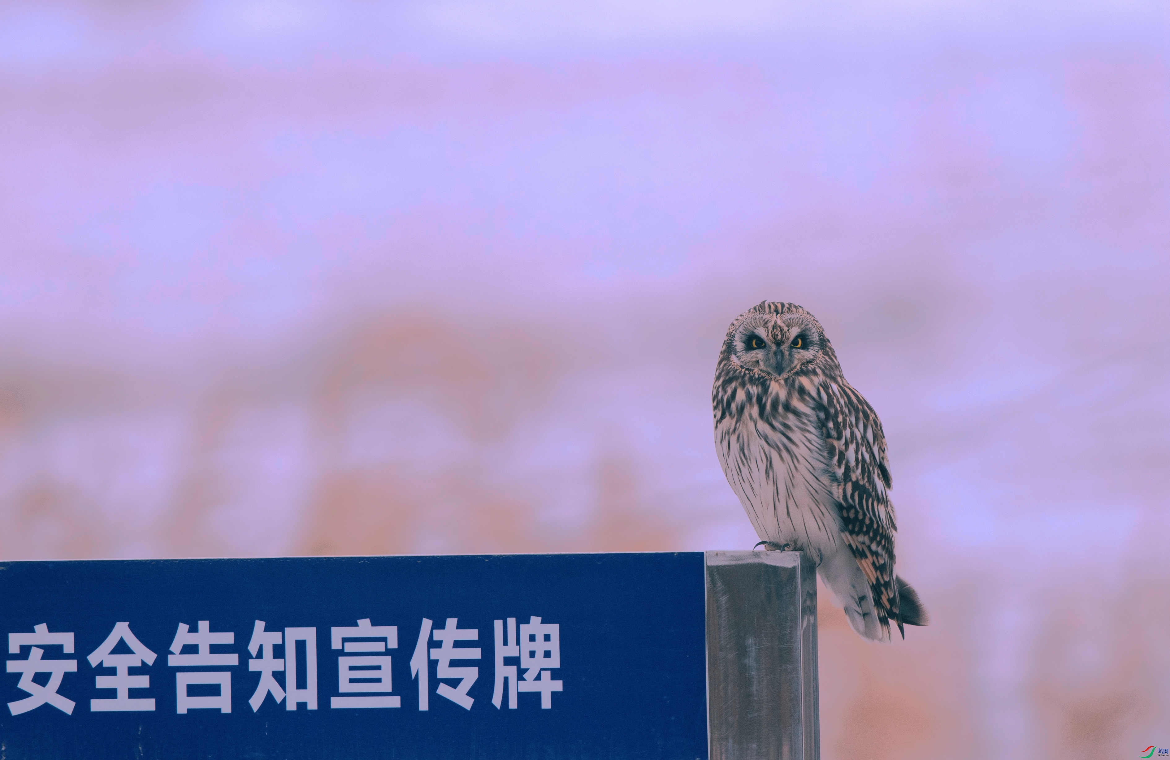 A63I1200_����.jpg