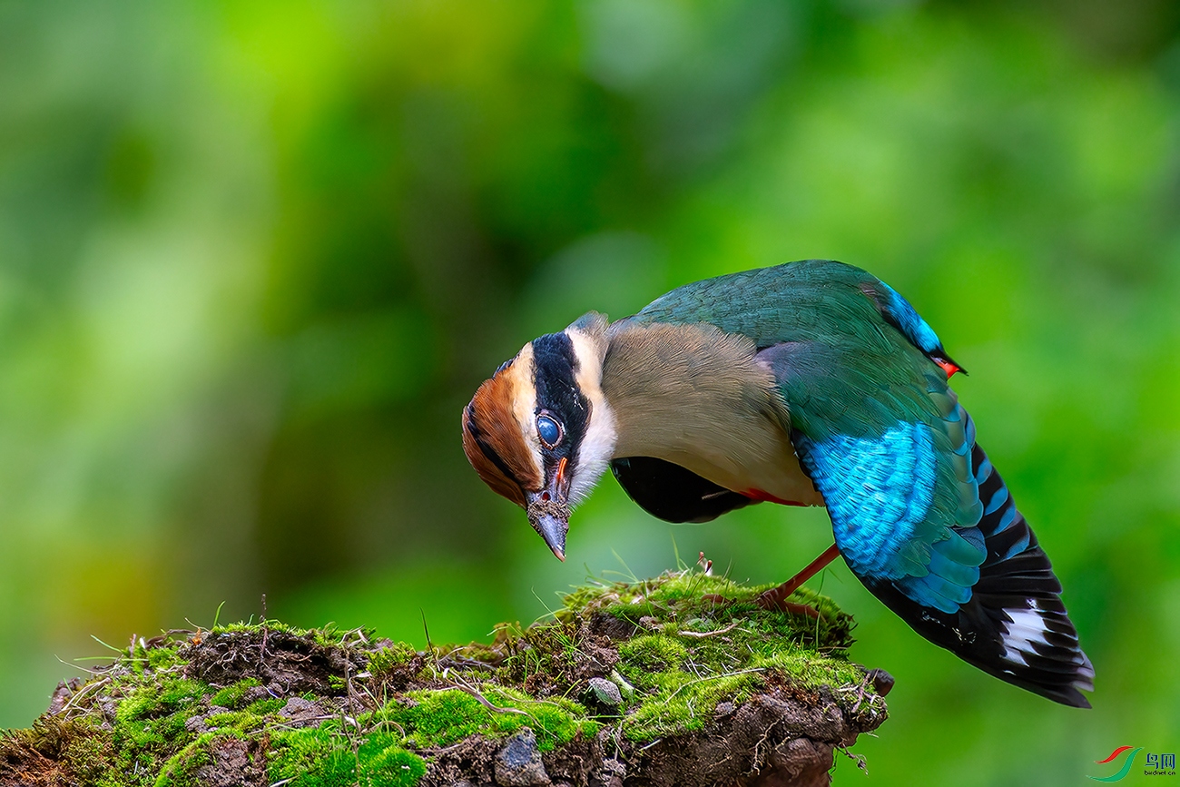 DSC_4191-ABCD.jpg