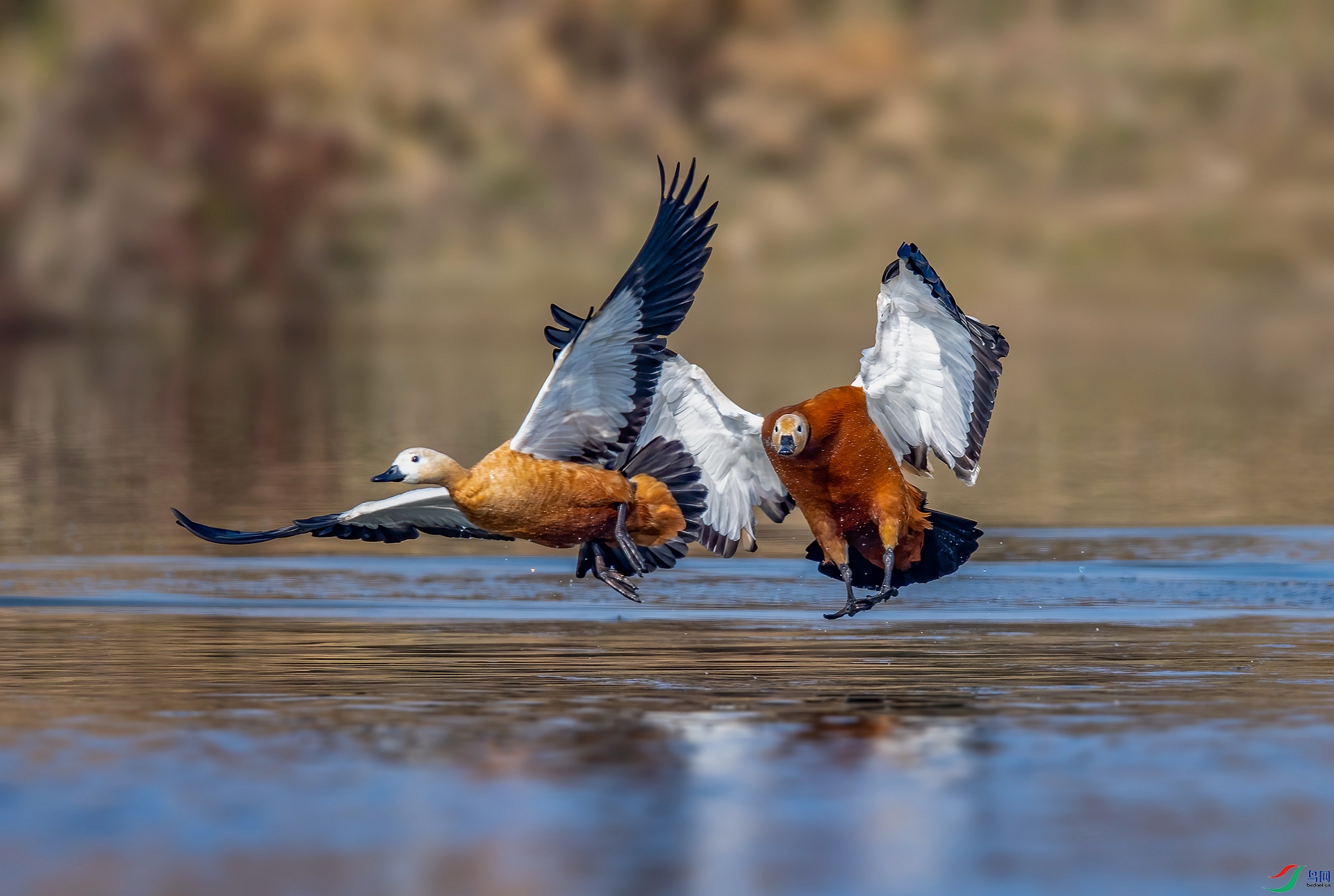 DSC_9594 ����_����.jpg