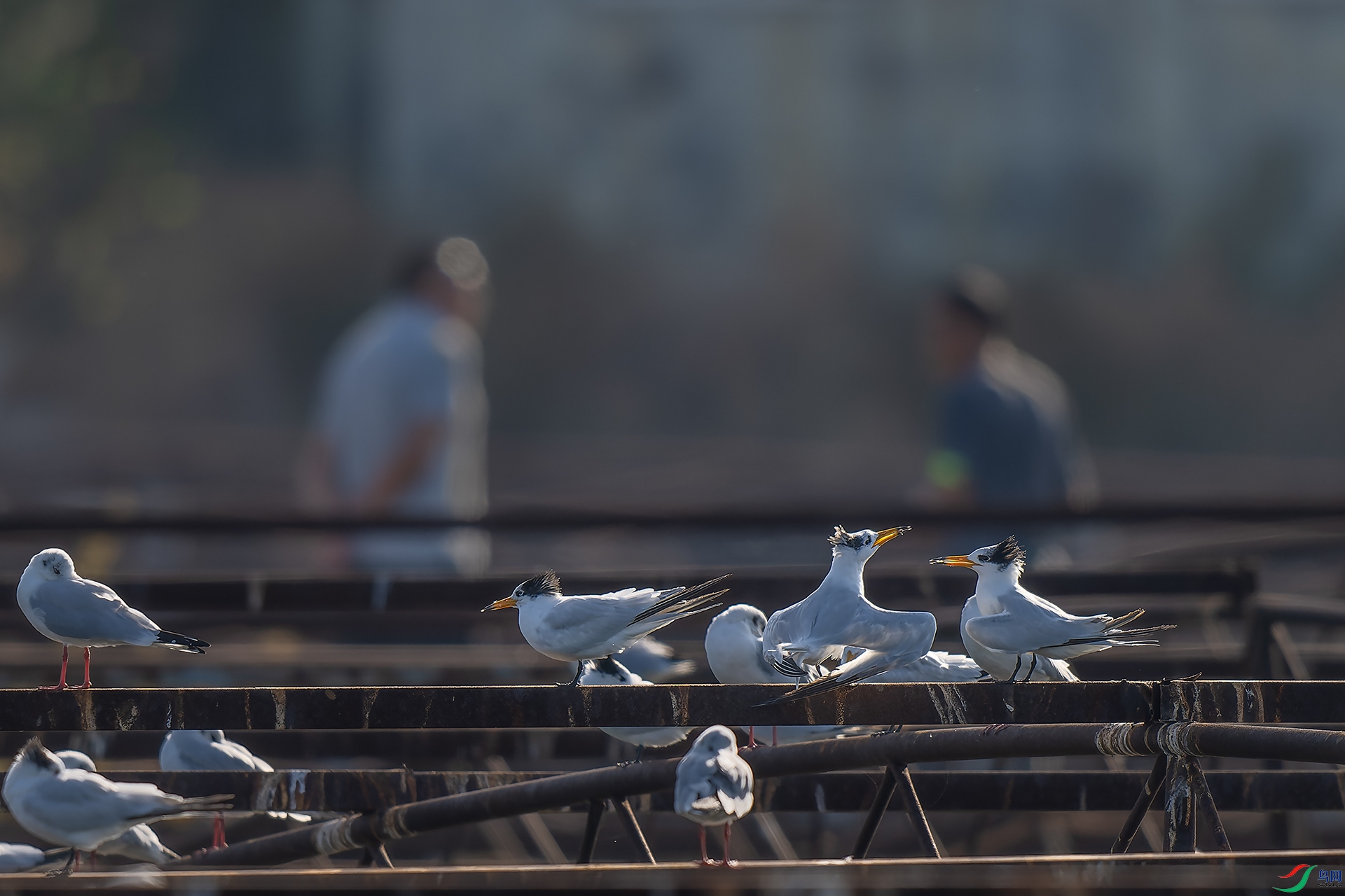 ���������Ÿ������Ĵ���