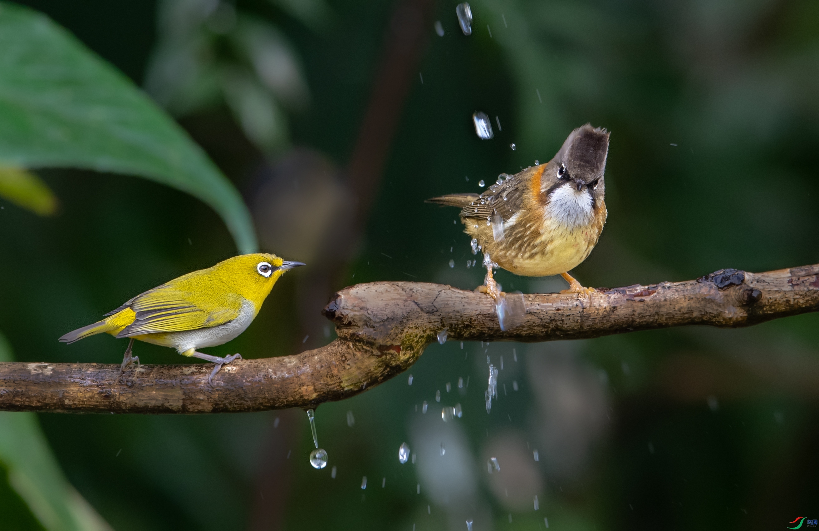 DSC_3211-1.jpg