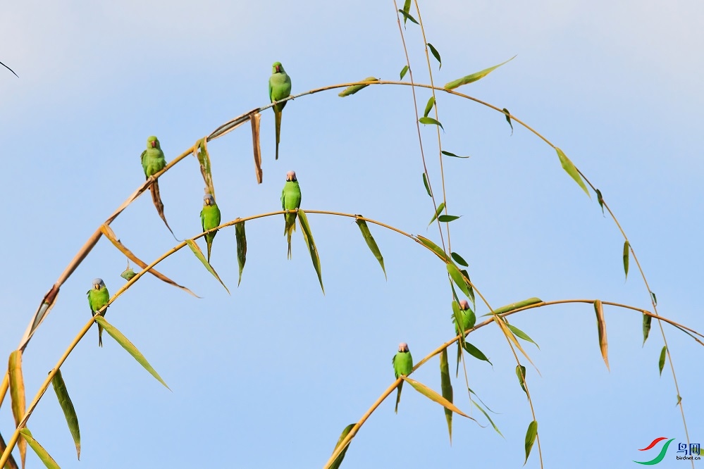 ��ͷ����