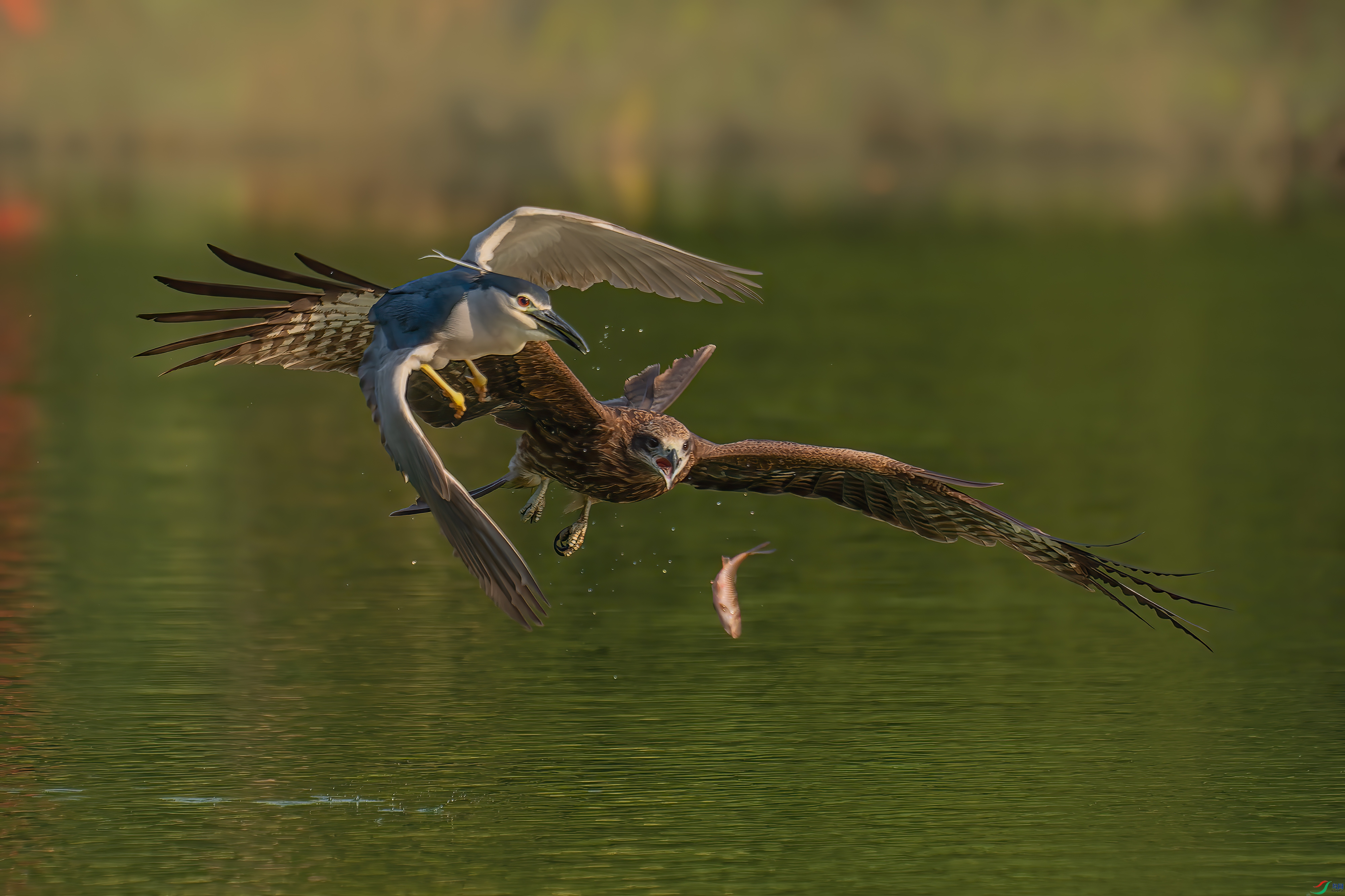 DSC_8734.jpg