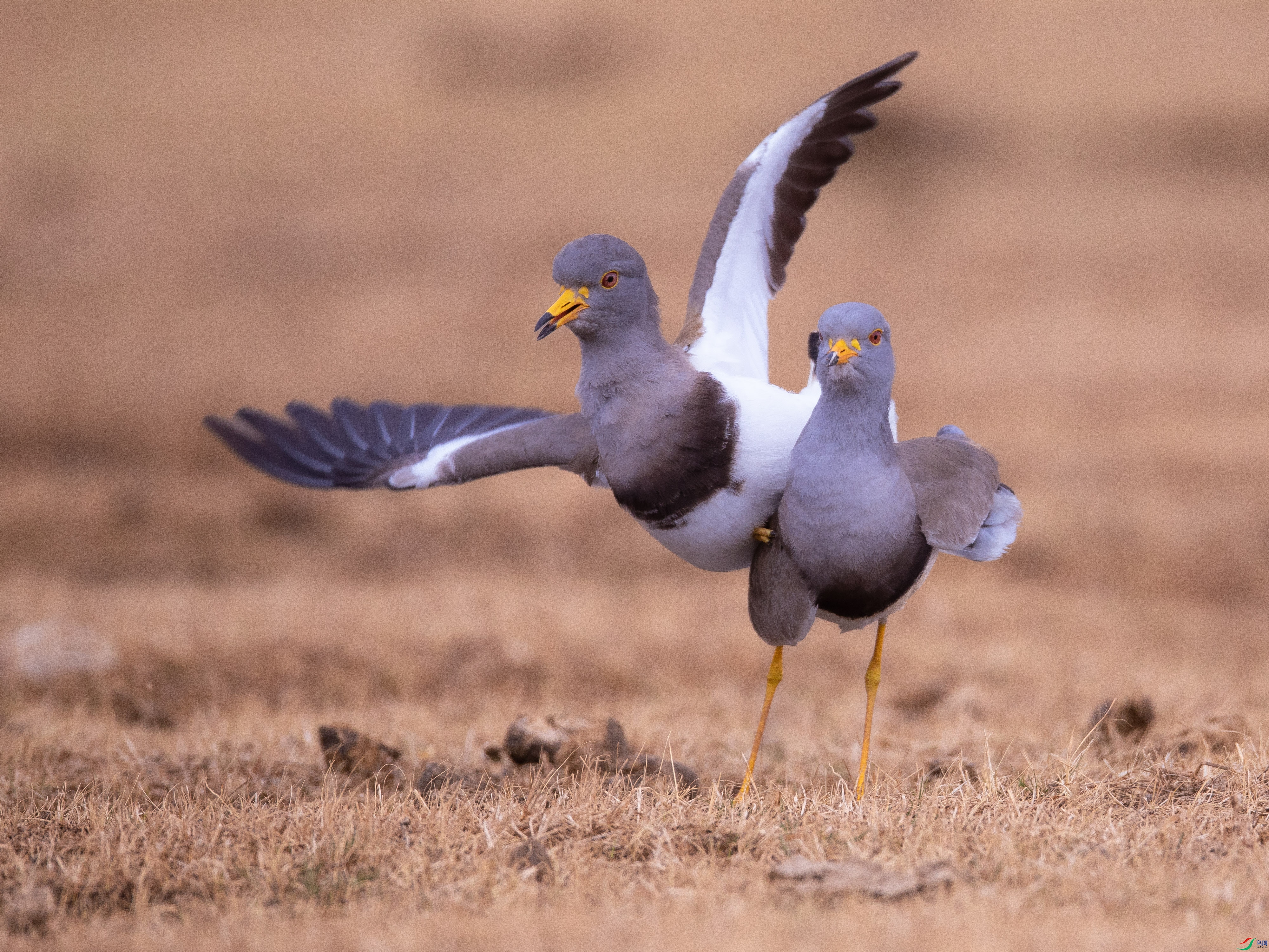 ����Ĺ��� 9