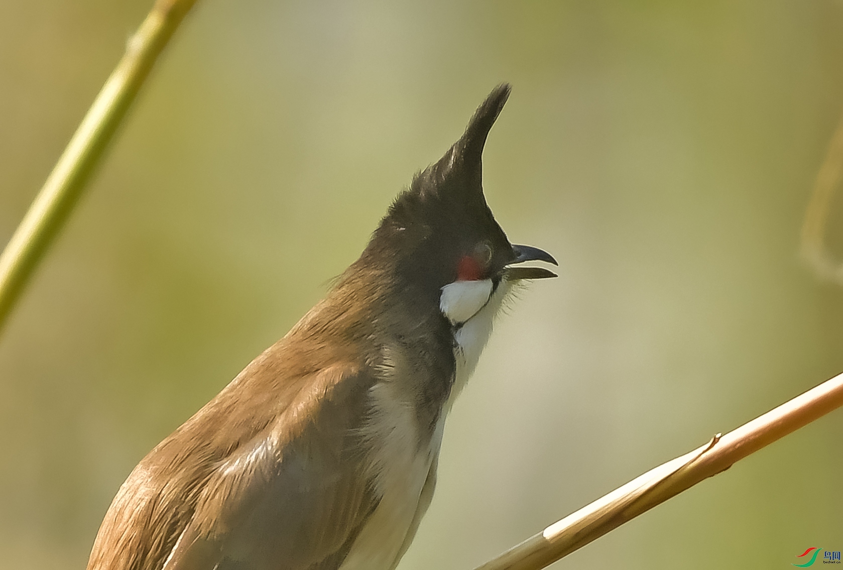 DSC_7414.JPG