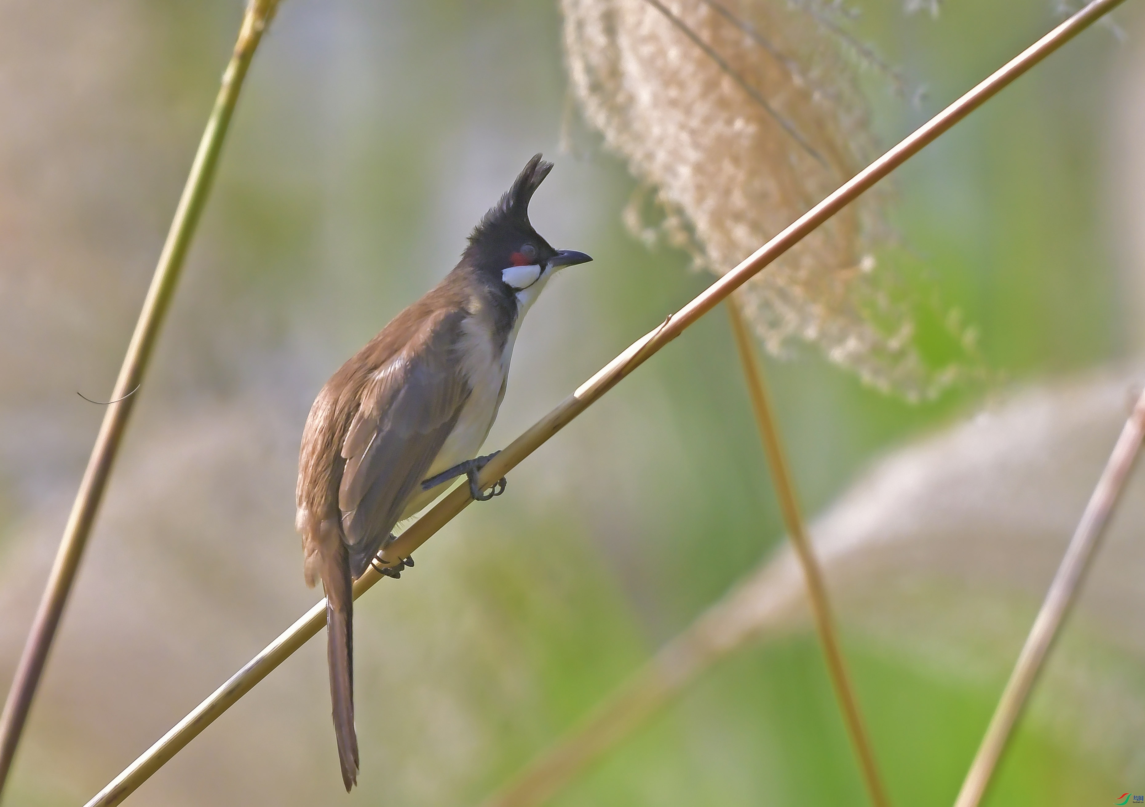 DSC_7417.JPG