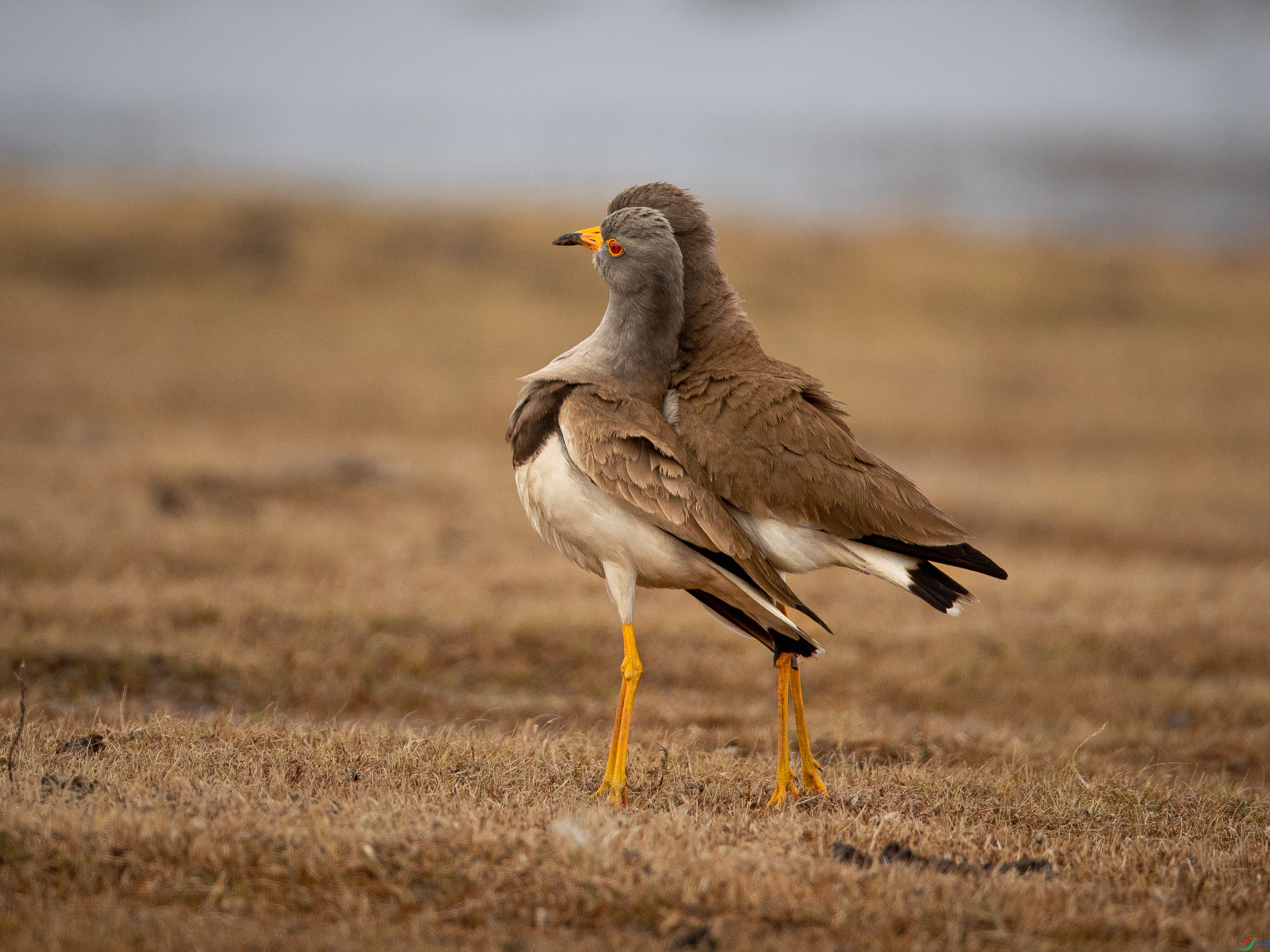 ������ ��ŨŨ