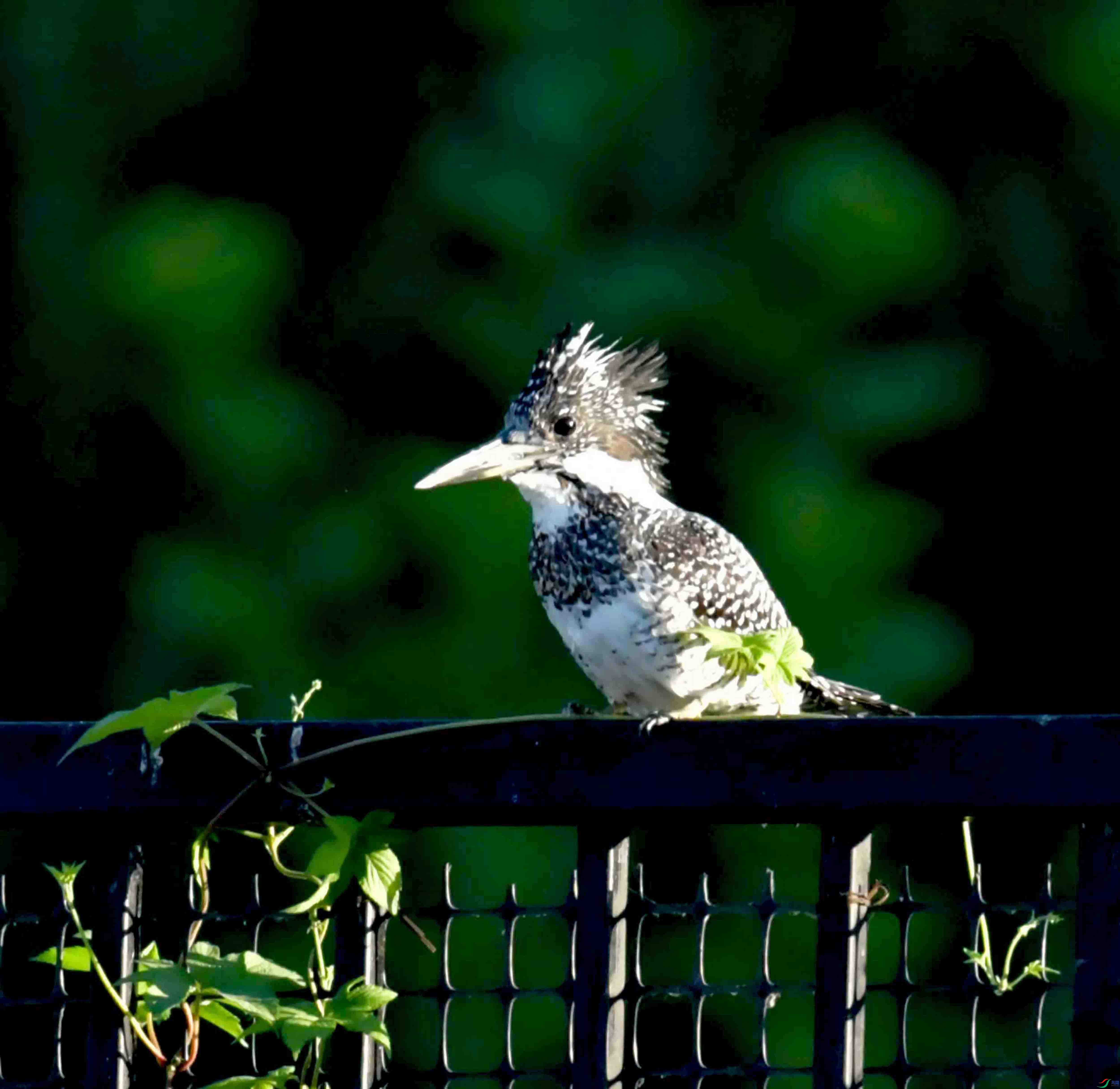 DSC_2476.JPG