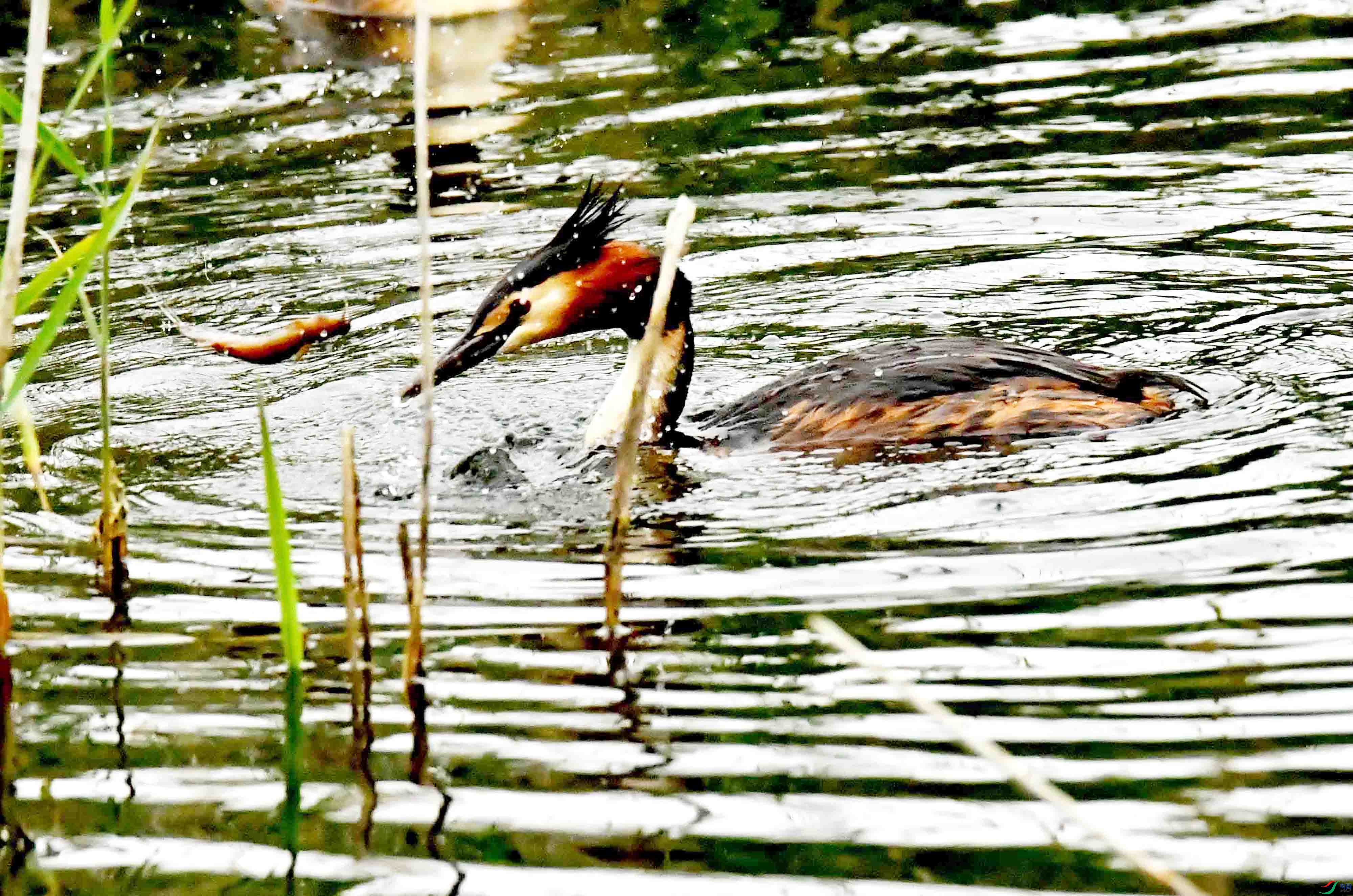 DSC_2396.JPG