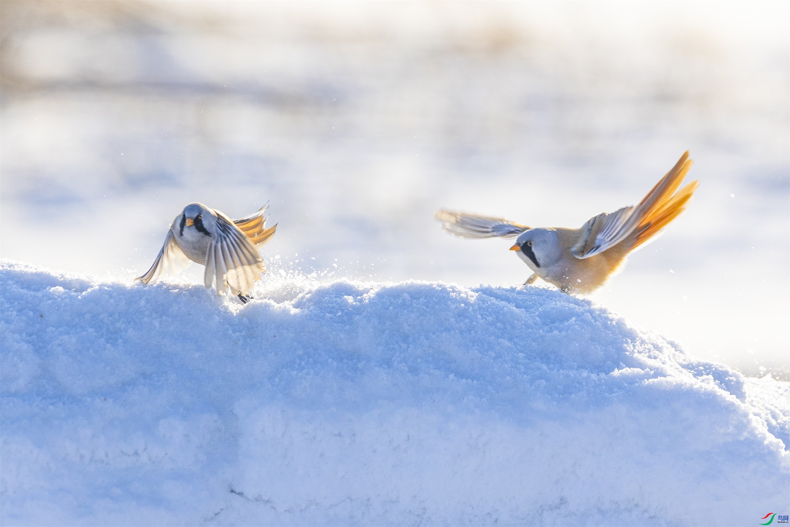 1K3A7663 ����1(1).jpg