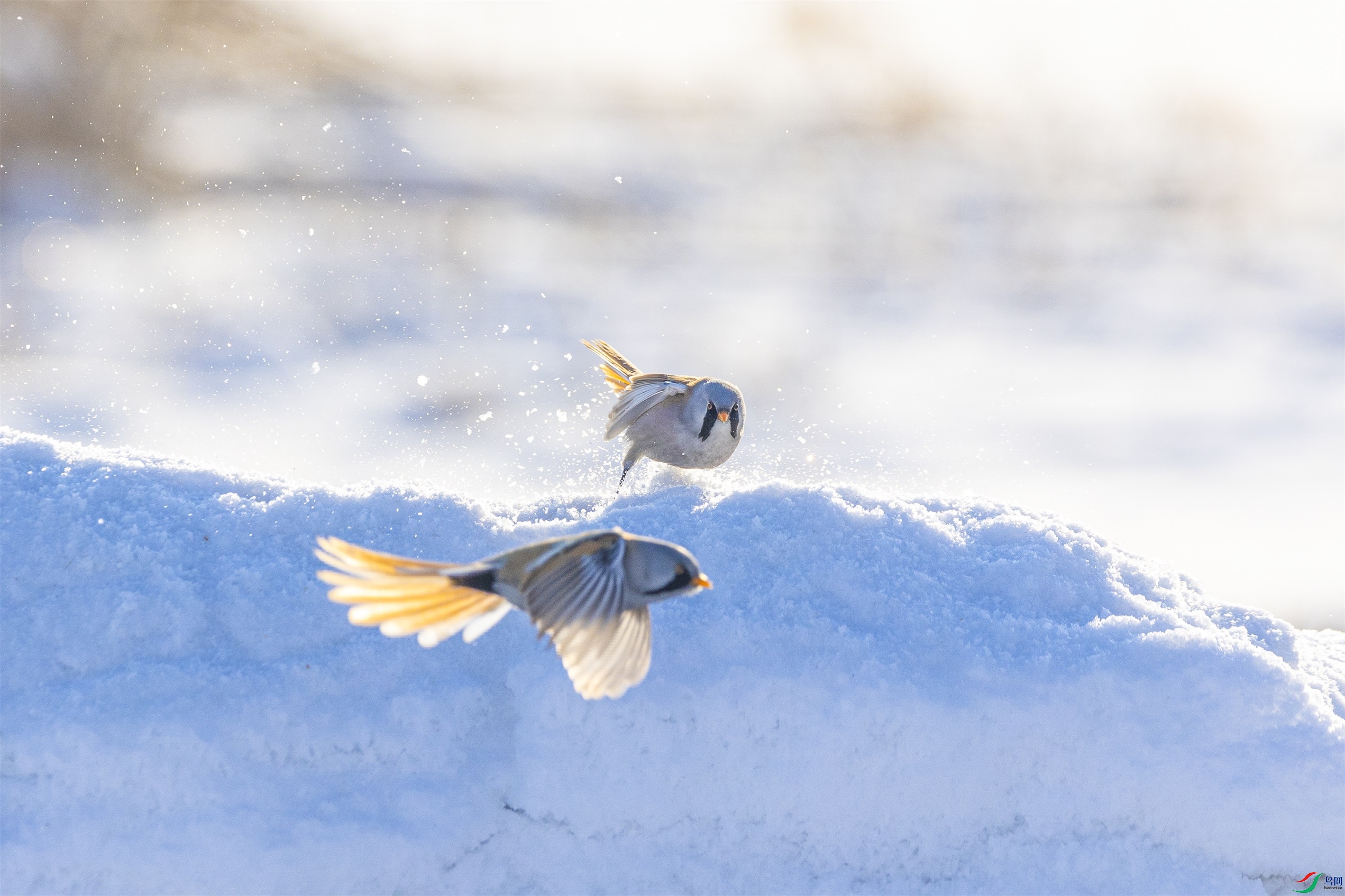 1K3A7706 ����1.jpg