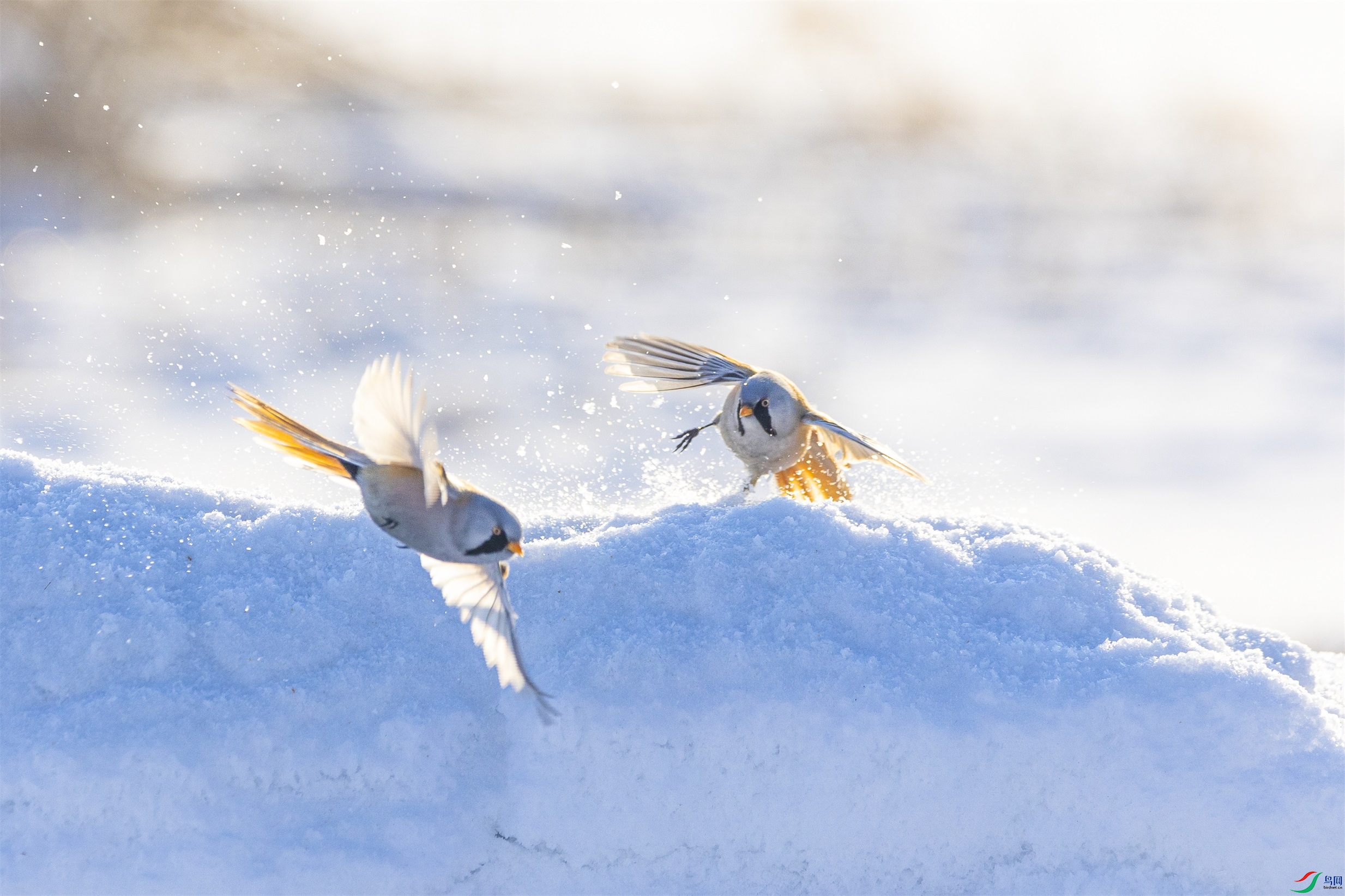 1K3A7705 ����1.jpg