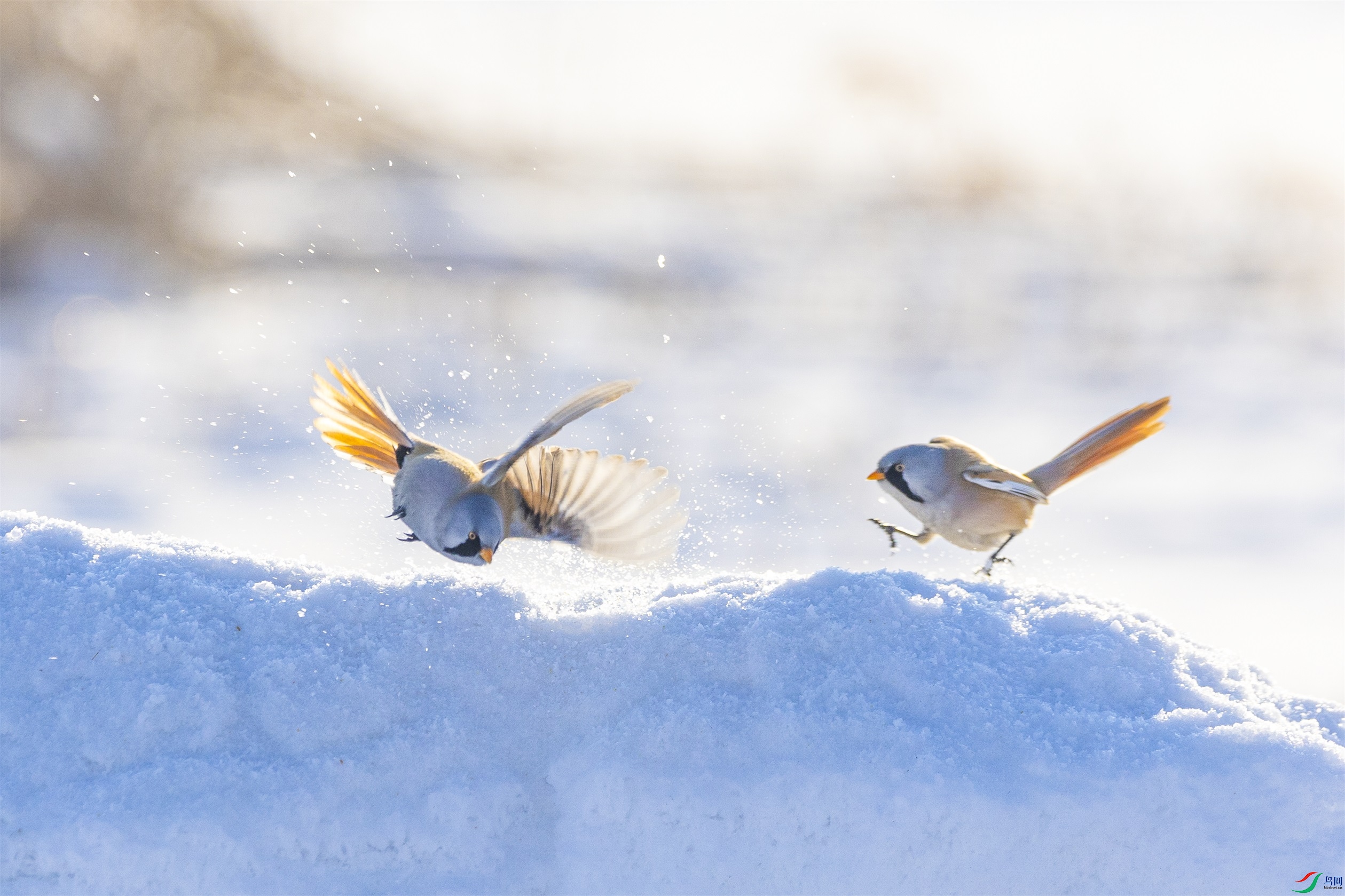 1K3A7704 ����1.jpg