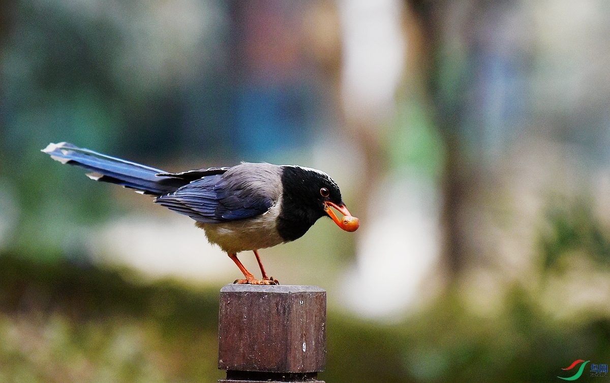 DSC_4021.JPG