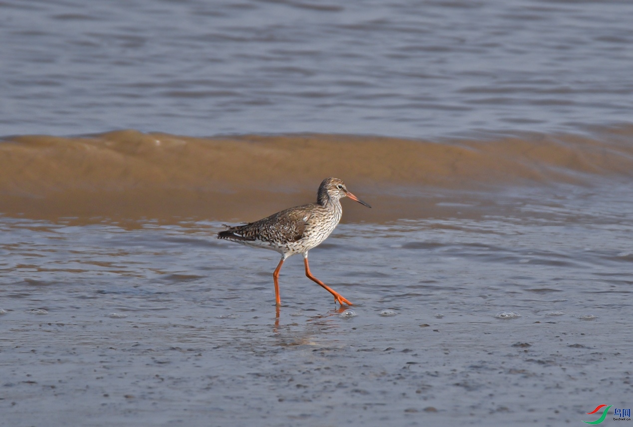 DSC_2217f.jpg