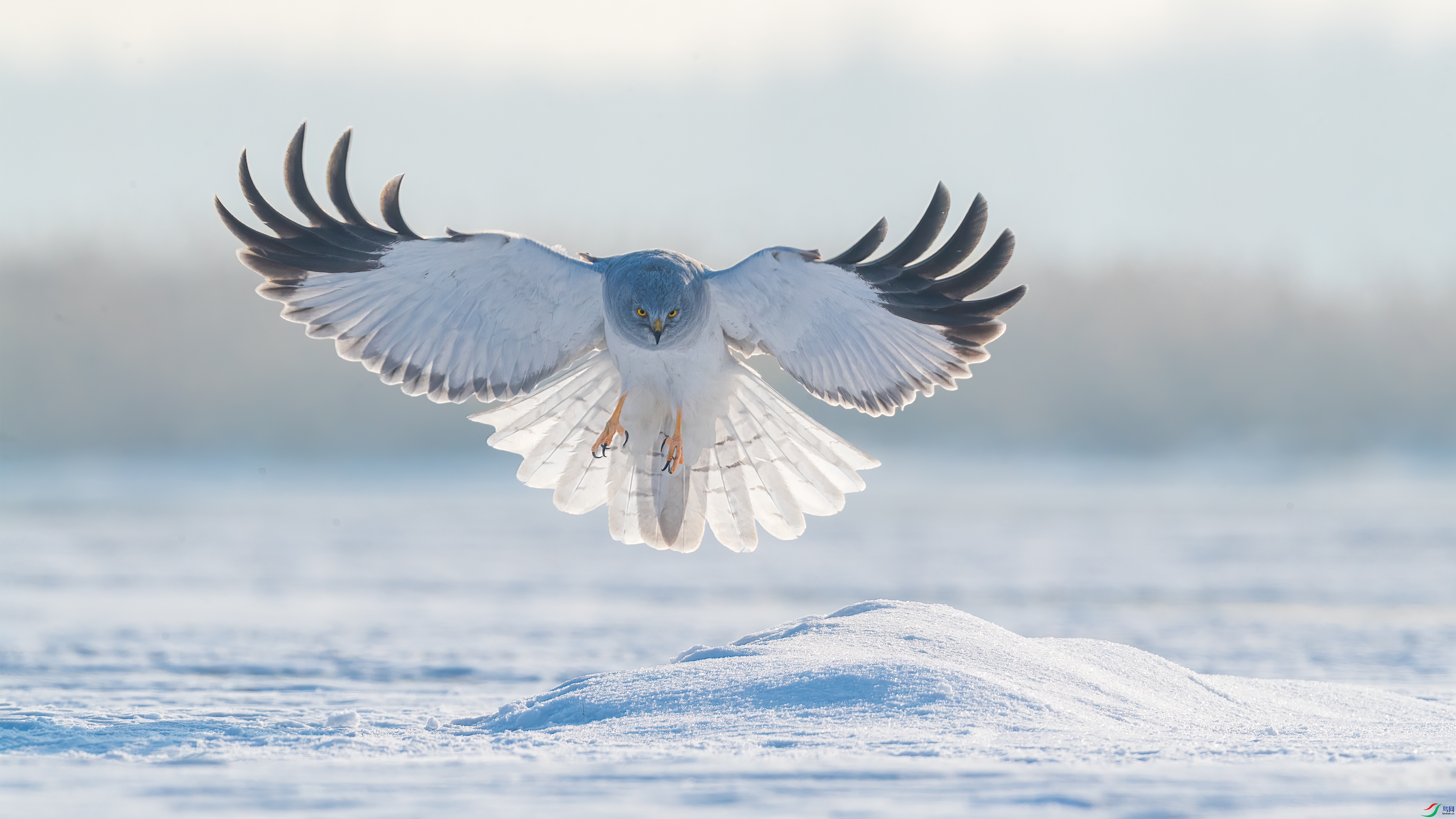 DSC_7239-0.jpg