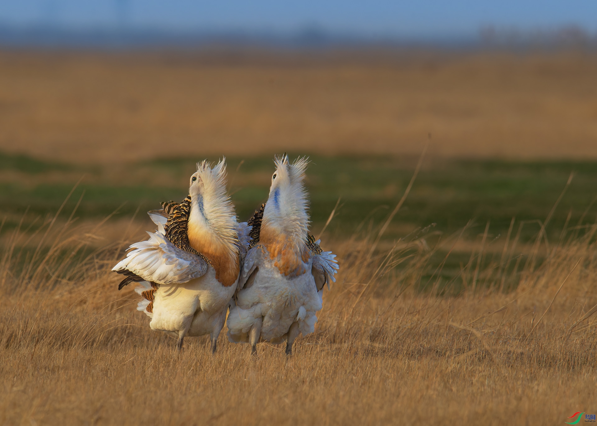 DSC_2386-1.jpg