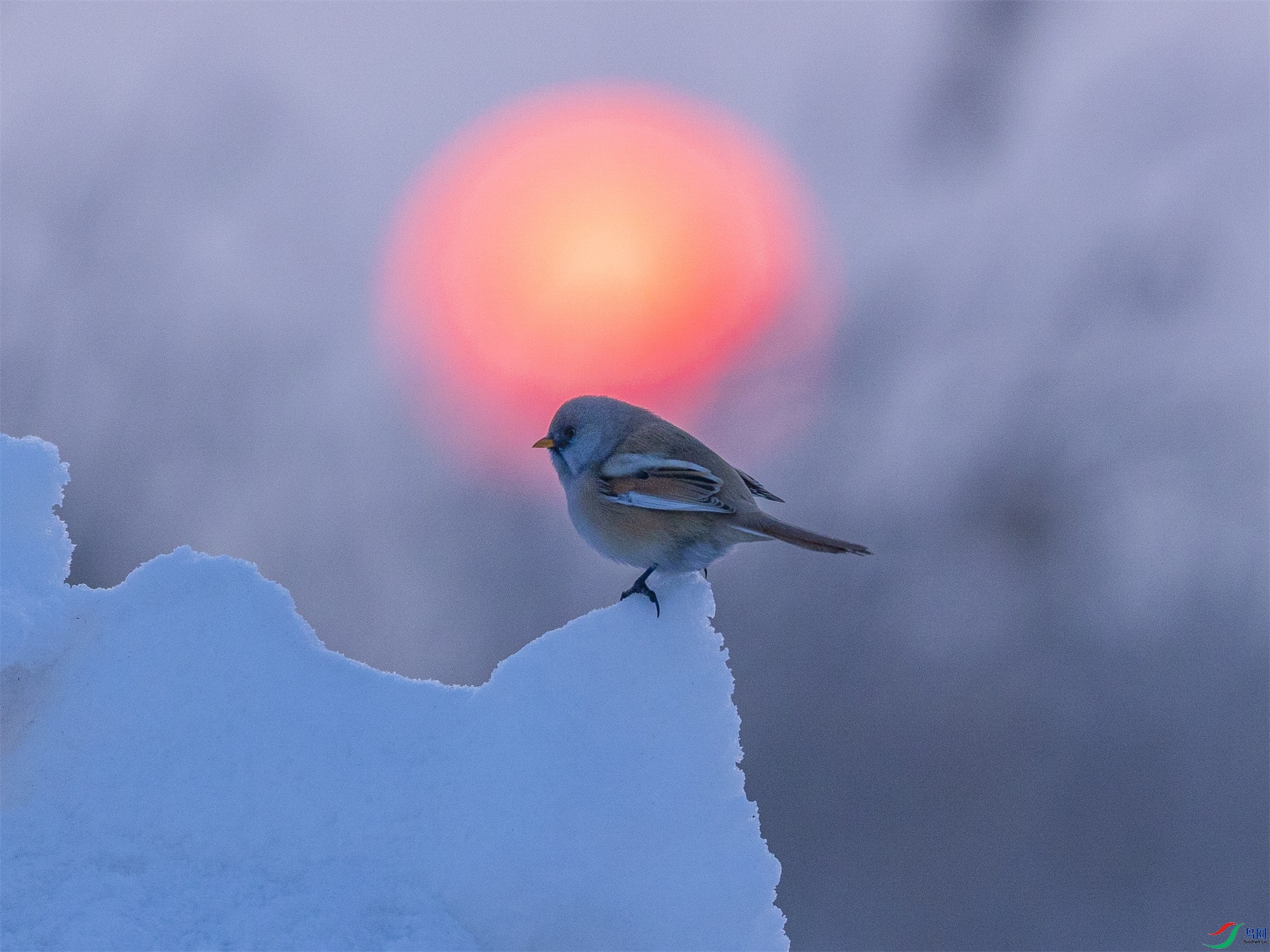 1K3A8818 ����1.jpg