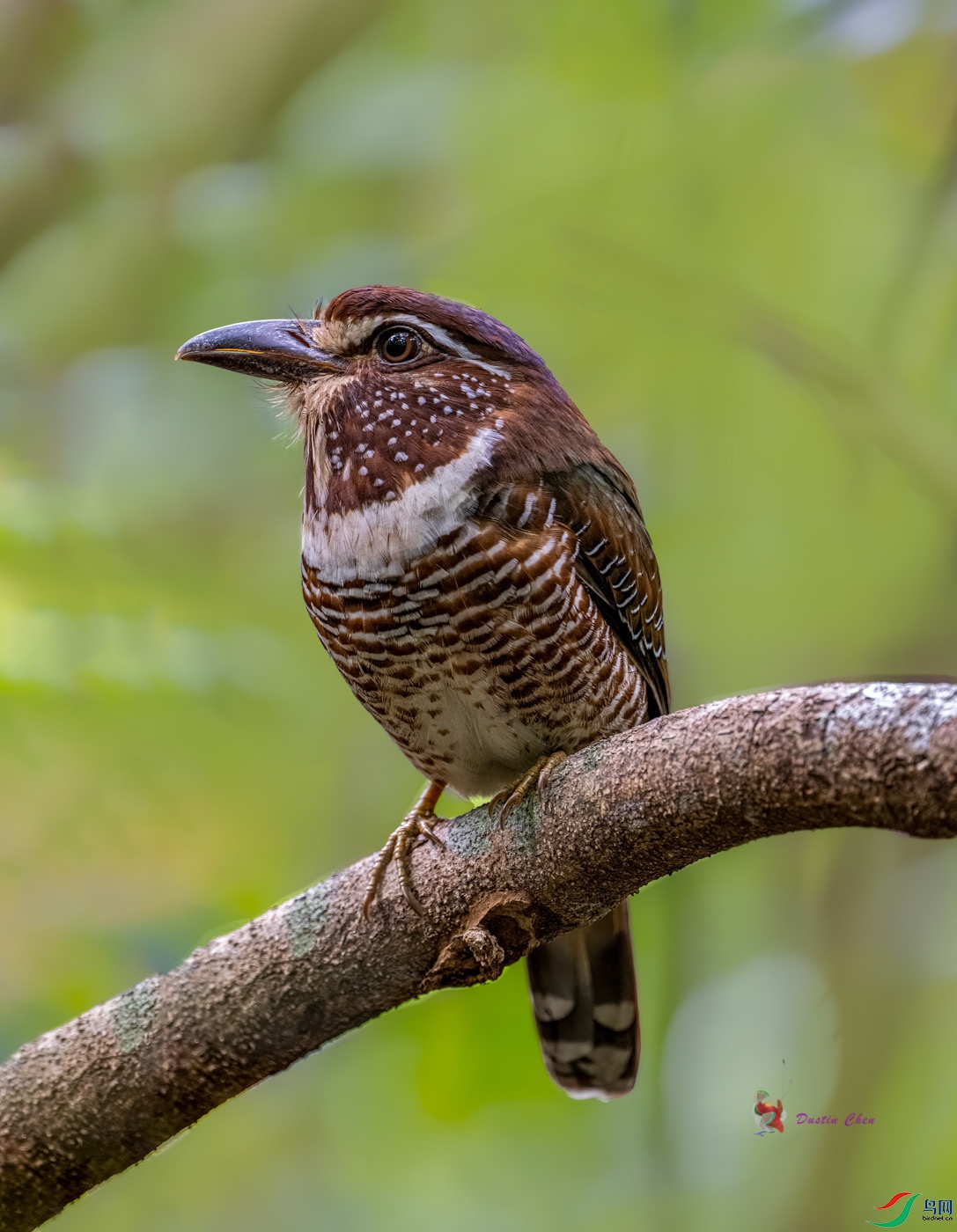 ���ȵ�������