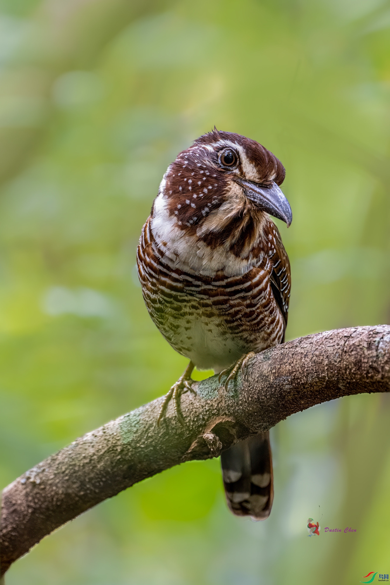 ���ȵ�������