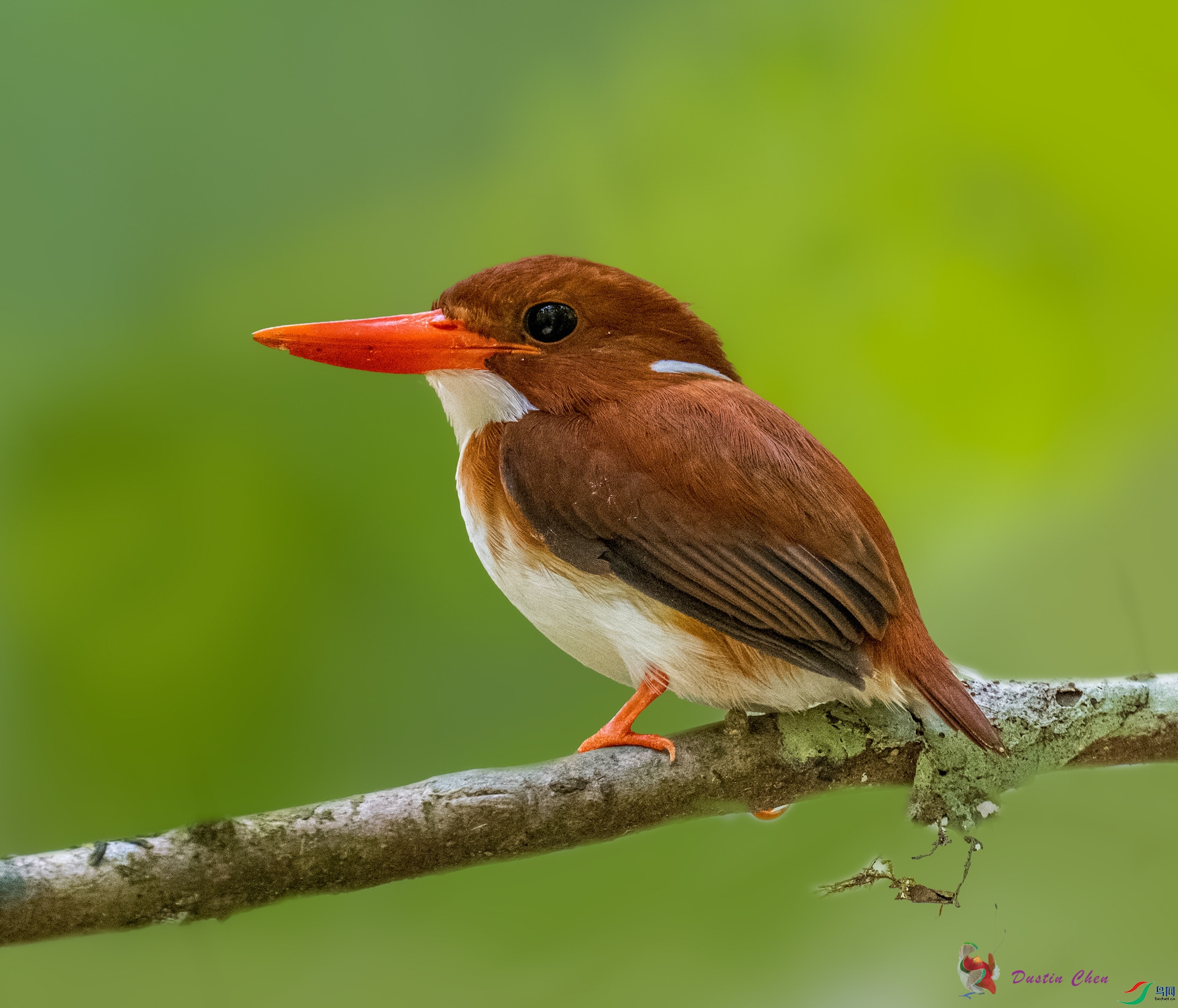 ����С����