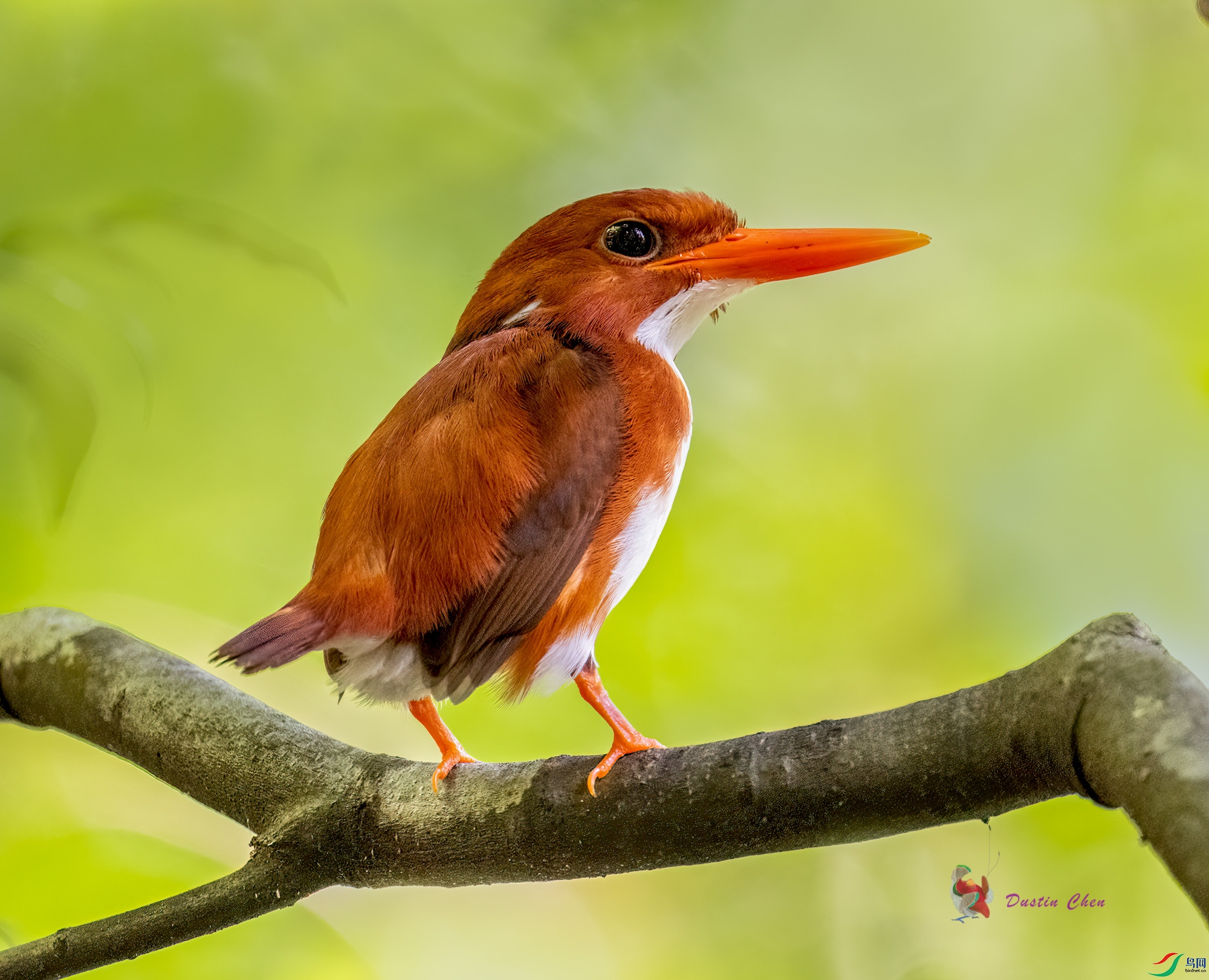 ����С����