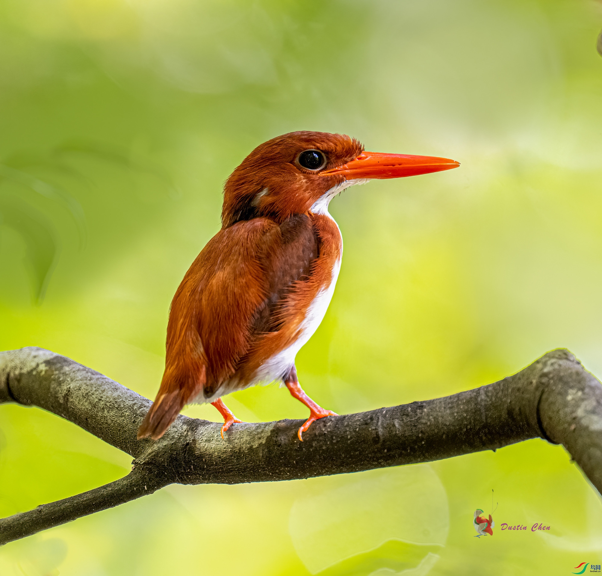 ����С����