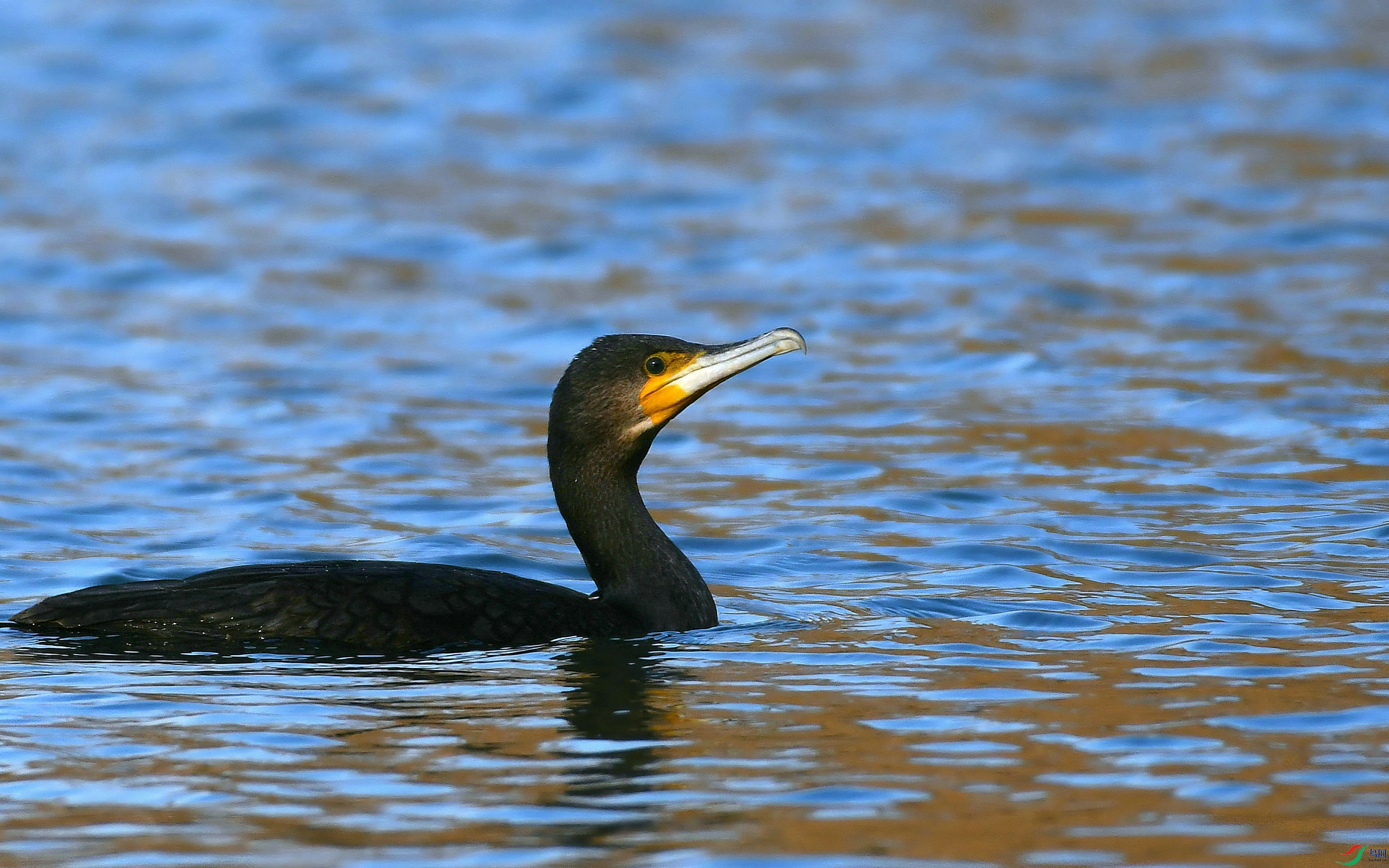 DSC_2648.JPG