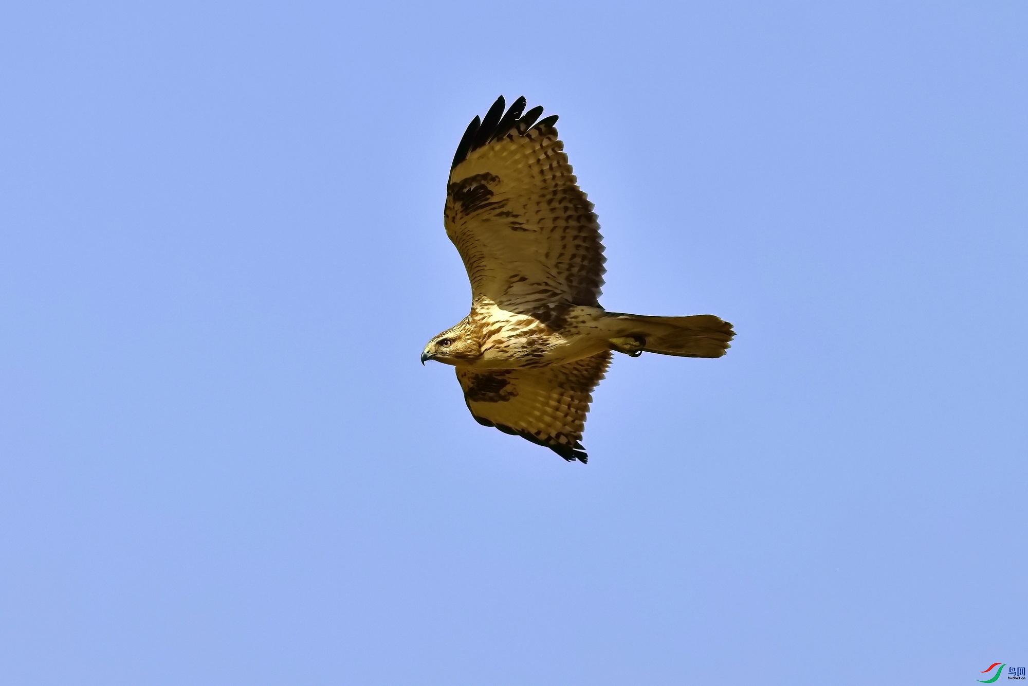IMG_5678-1.JPG