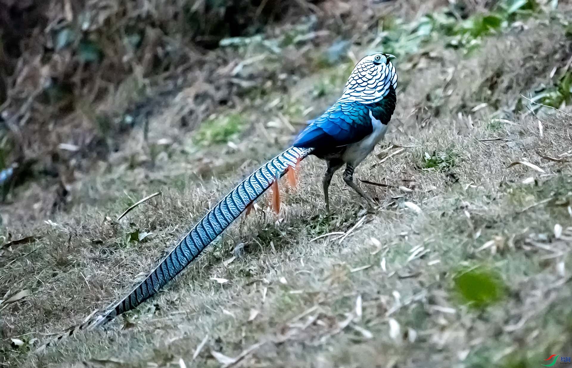 �׸�����