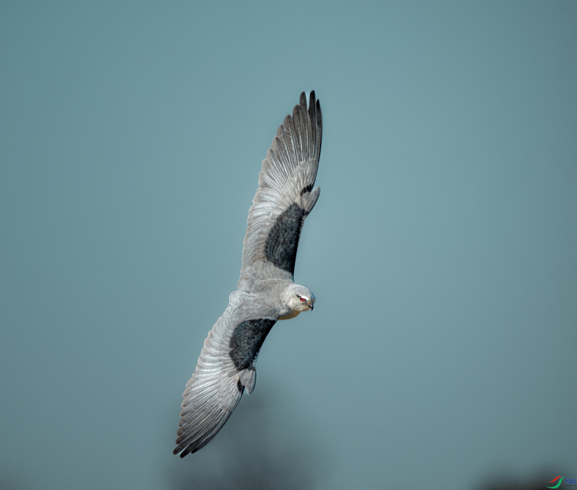 DSC_4172.jpg