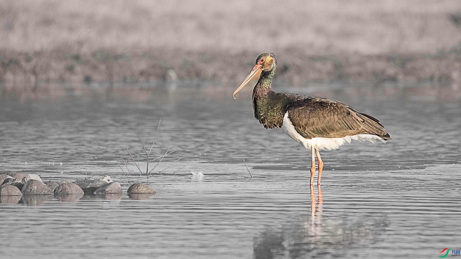 DSC_9778 ����.jpg