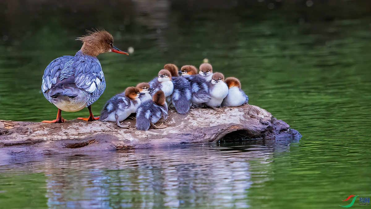 �ذ�������