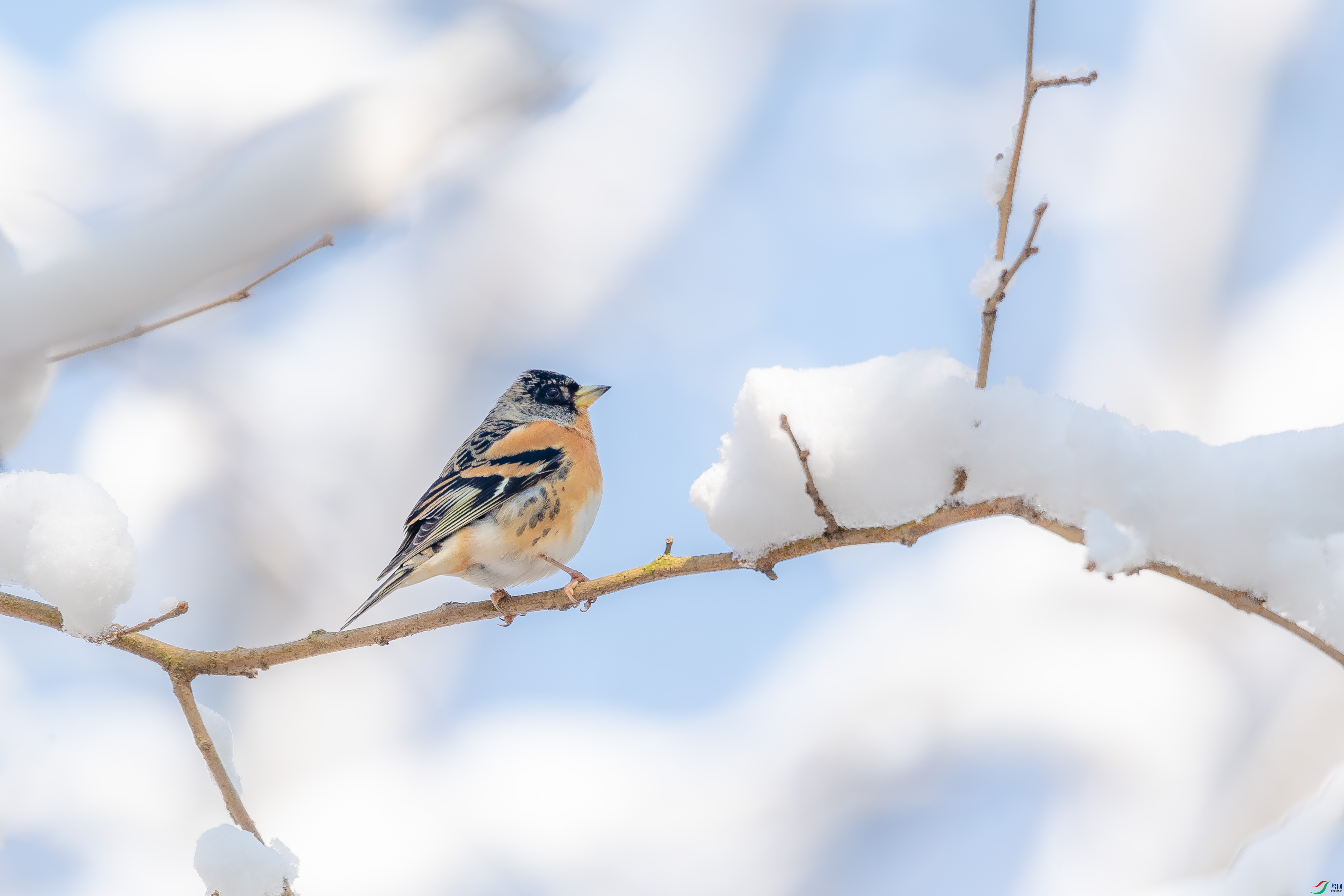 DSC_7111.jpg