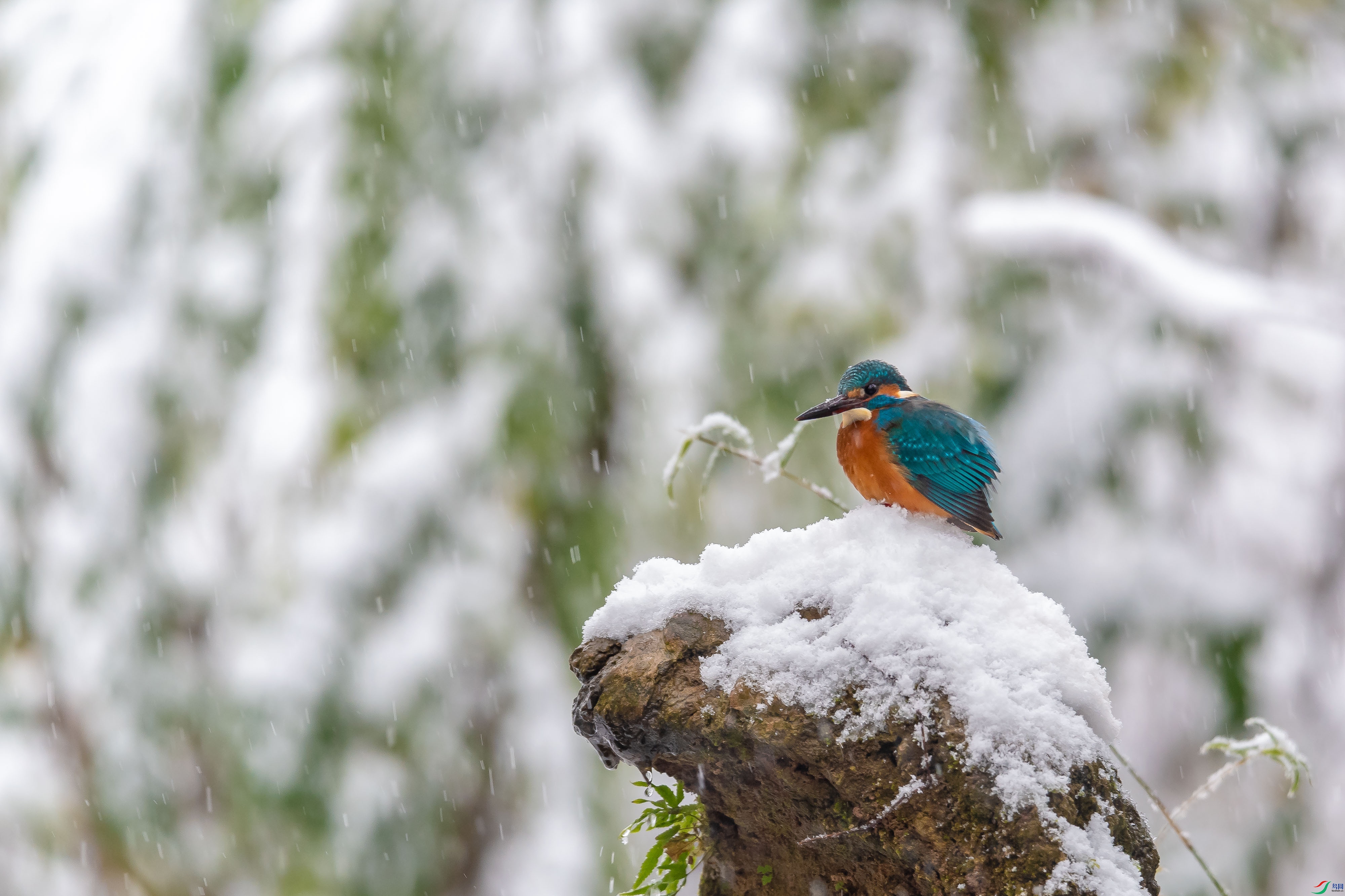 DSC_6869.jpg