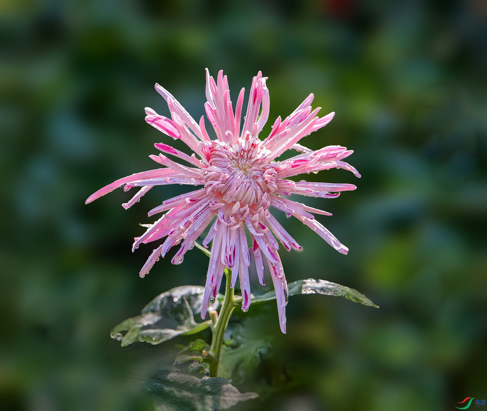 0000IMG_0947��ױ��Ů 1000k.jpg