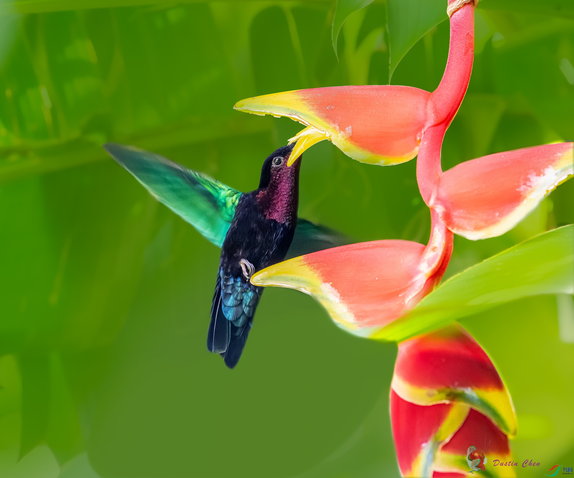 �Ϻ�����