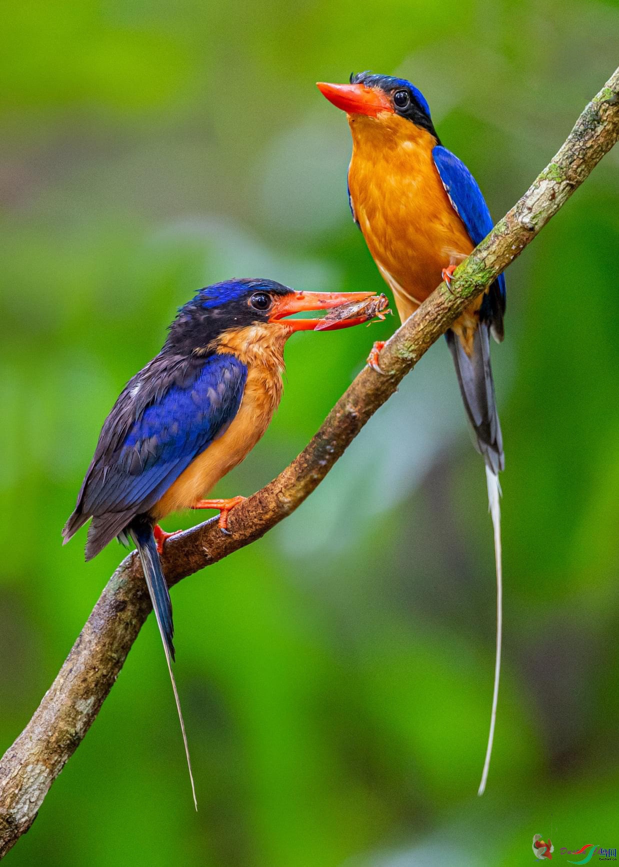 ��β�����