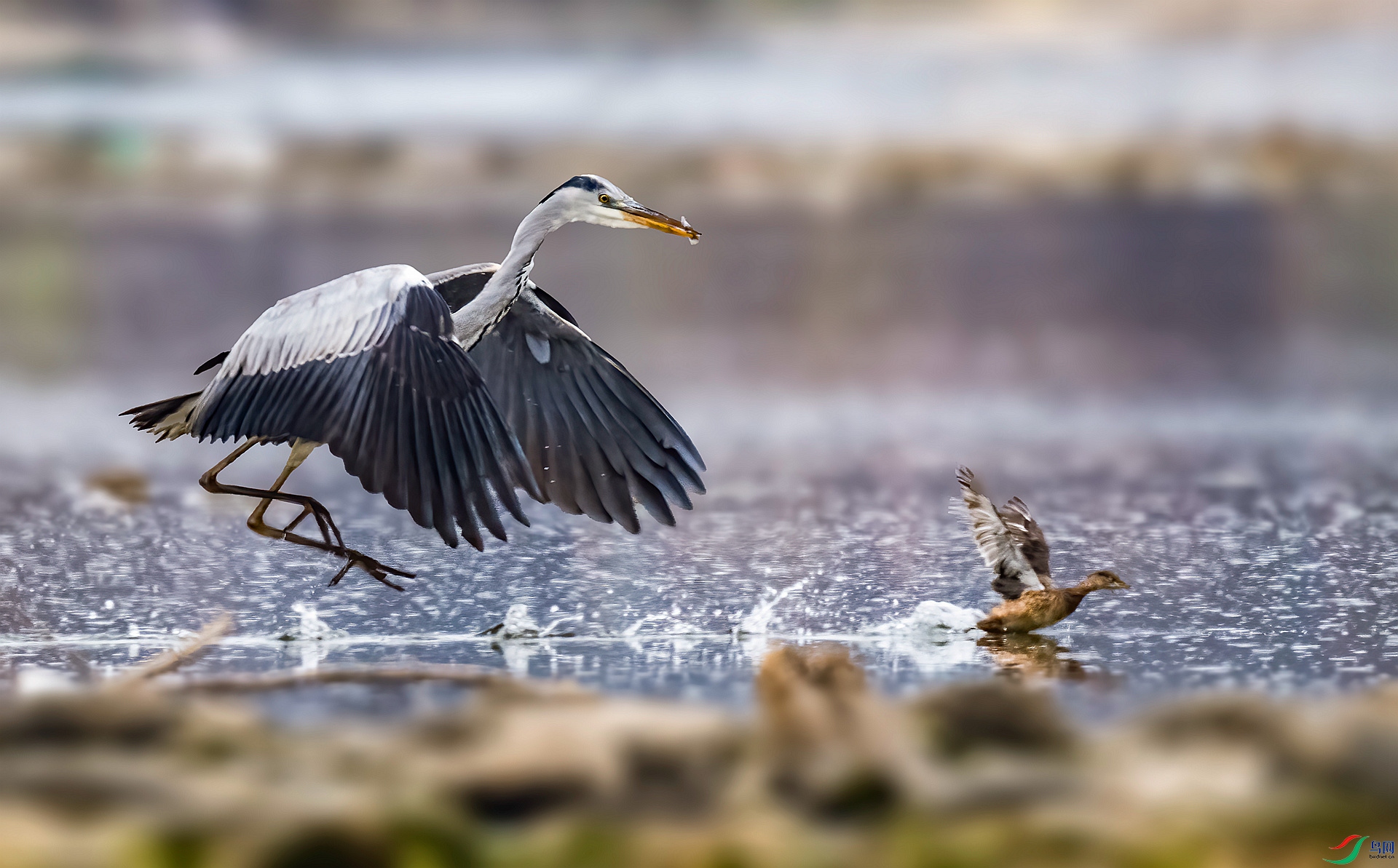 DSC_0993 ����_����.jpg