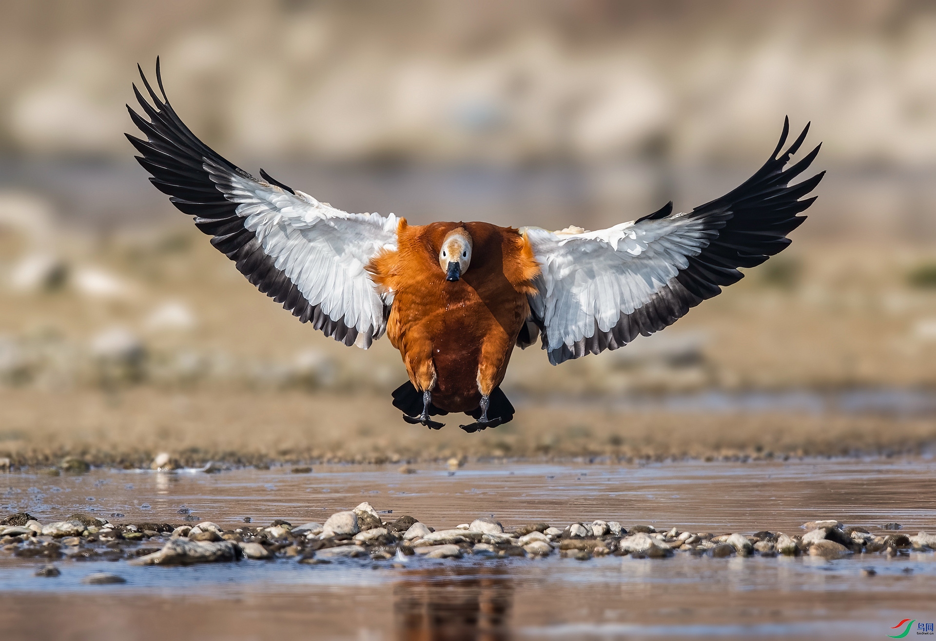 DSC_9780 ����_����.jpg