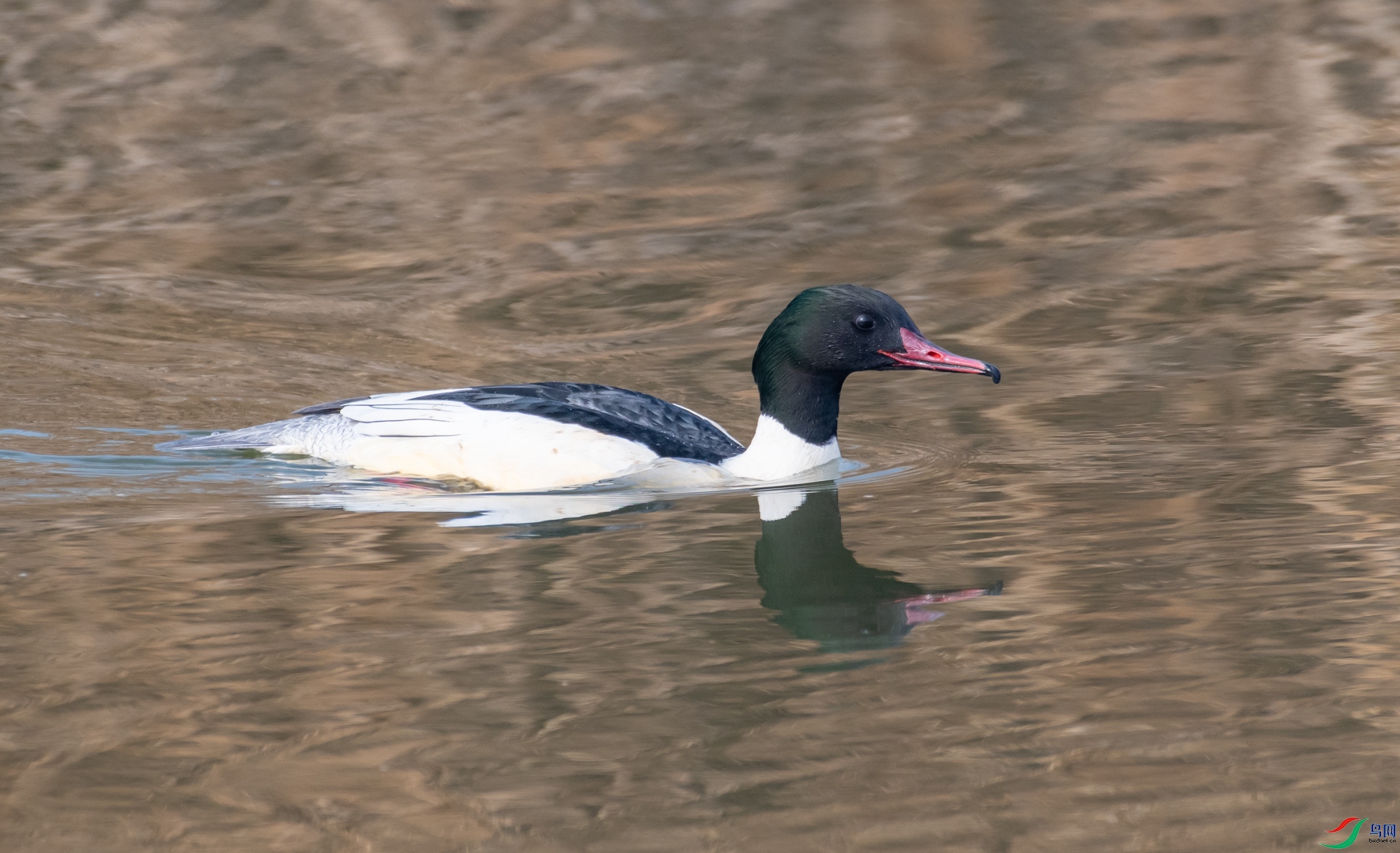 DSC_7165.jpg
