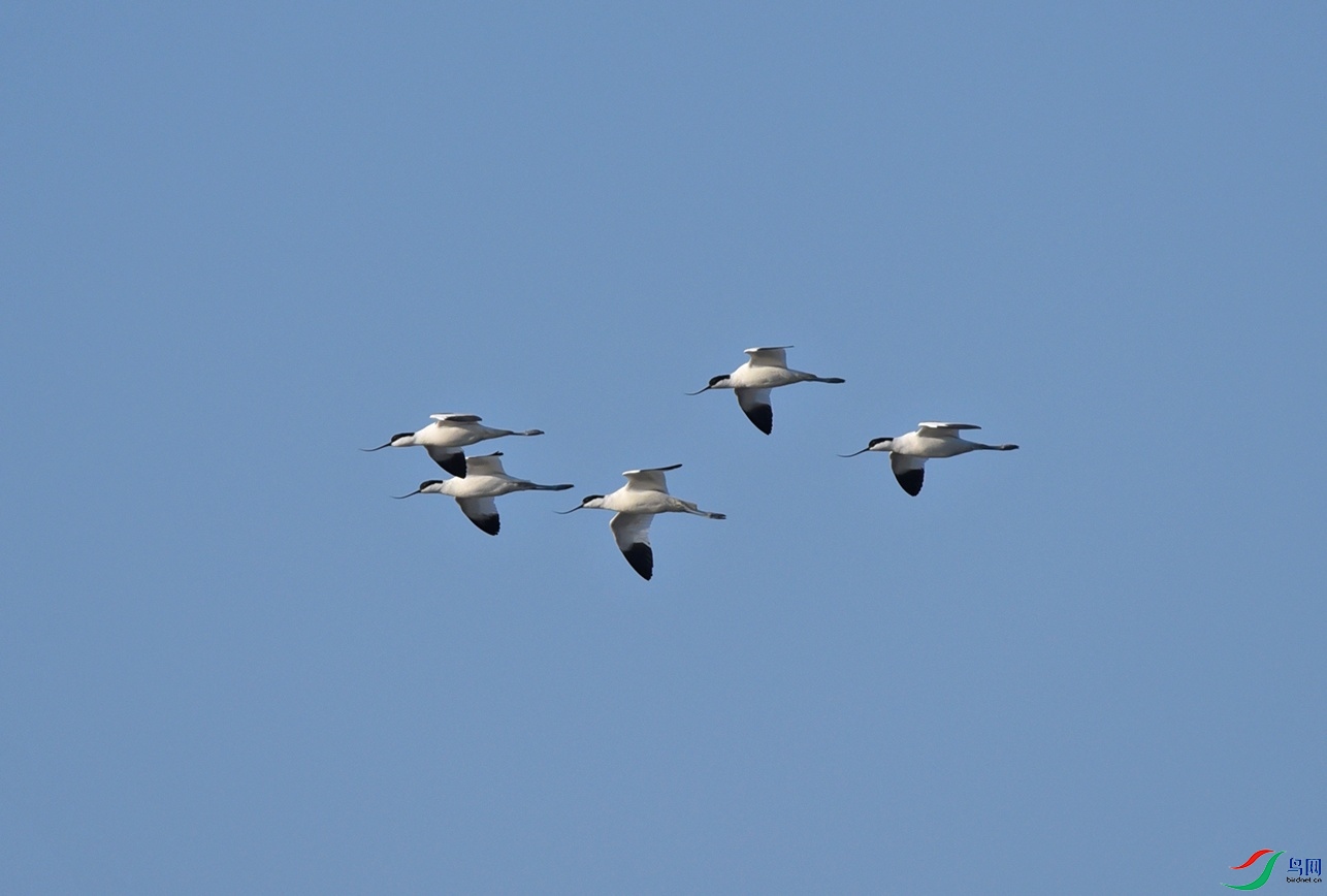DSC_8851f.jpg